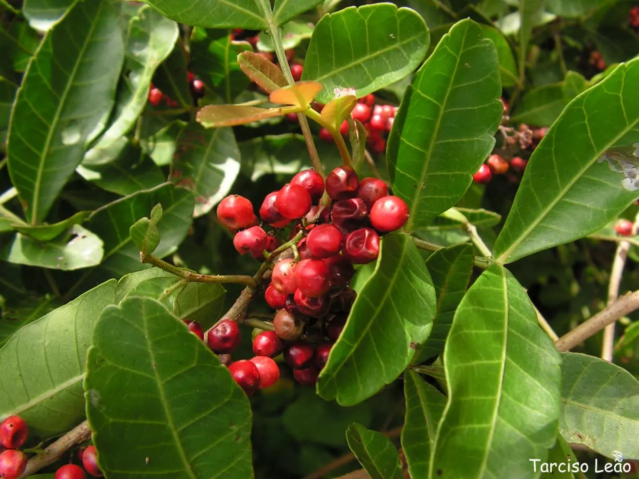 Brazilian Pepper Tree (Schinus Terebinthifolius) — making it a resilient choice for many landscapes.<br><br>However; which consists of compound, image 78