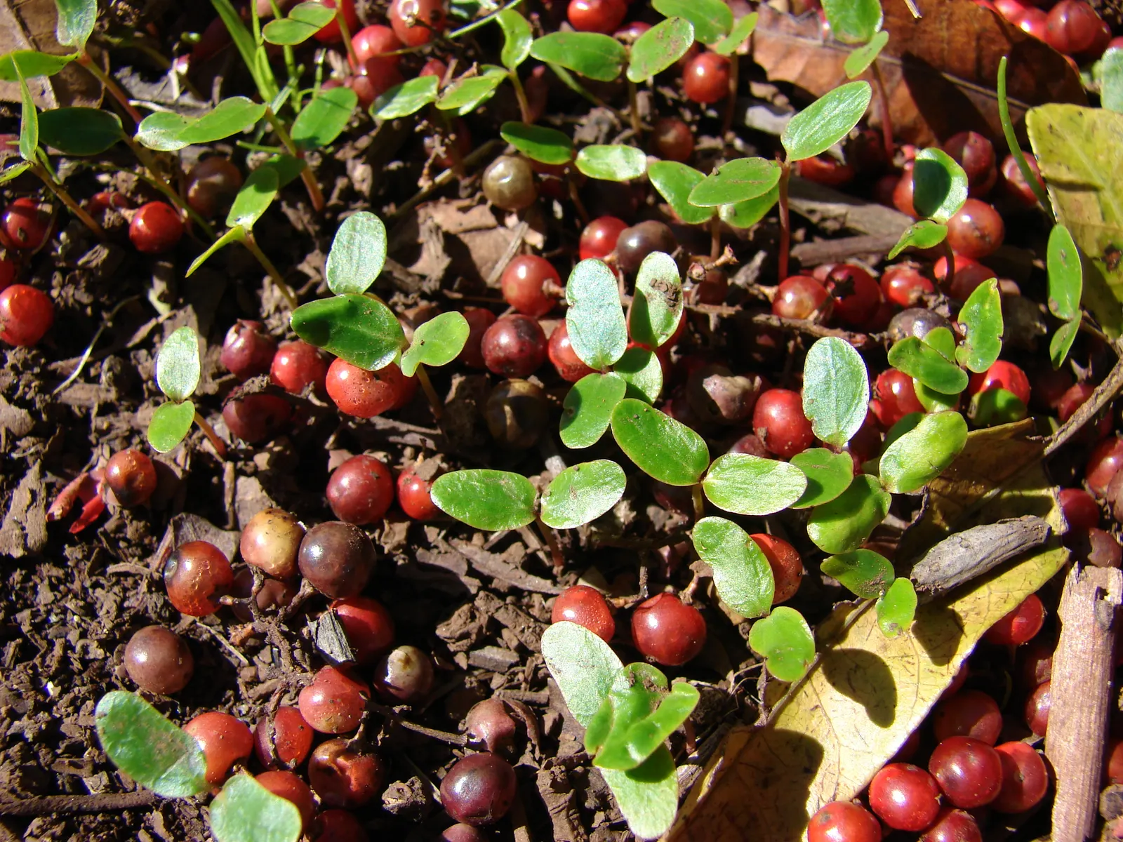 Brazilian Pepper Tree (Schinus Terebinthifolius) — Leaves are composed of 5 to 13 leaflets; always consult local guidelines before incorporating, image 68