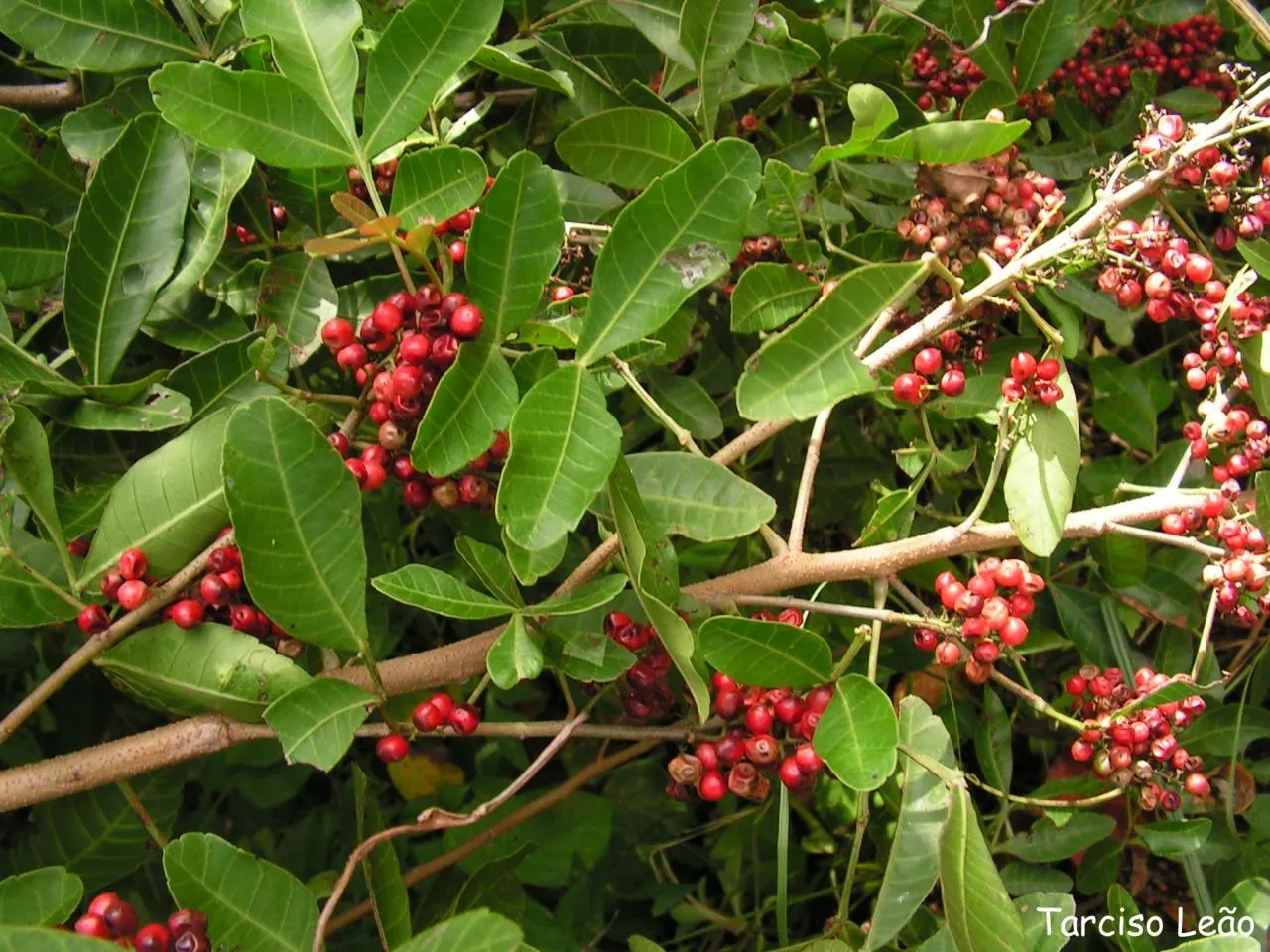 Brazilian Pepper Tree (Schinus Terebinthifolius) — each approximately 1 to 2 inches long; prefers full sun and adaptable to various soils