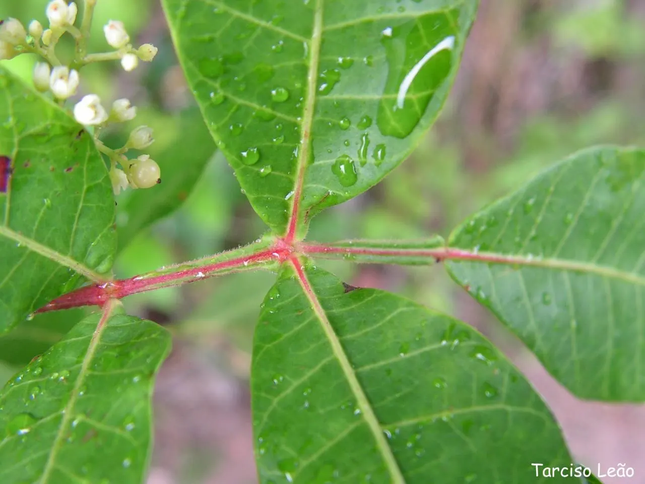 Brazilian Pepper Tree (Schinus Terebinthifolius) — Not recommended for ecological landscaping; while attractive to birds