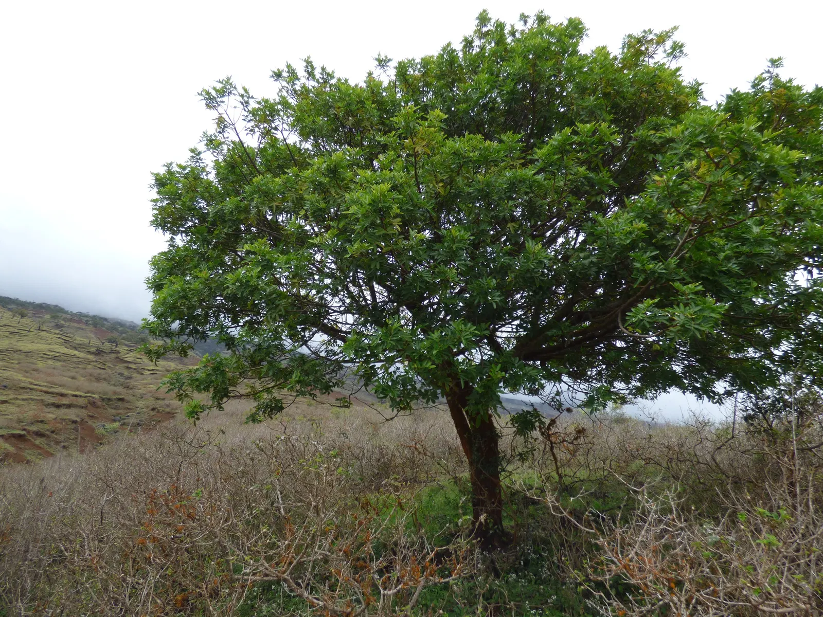 Brazilian Pepper Tree (Schinus Terebinthifolius) — tree for full; always consult local guidelines before incorporating this plant into a landscape design