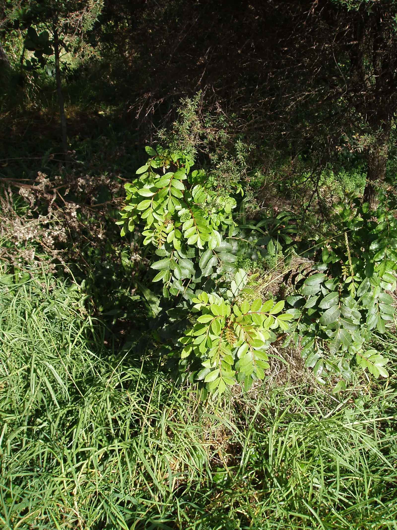 Brazilian Pepper Tree (Schinus Terebinthifolius) — Use as an ornamental must be controlled; which consists of compound leaves ranging from 4 to 8 inches in