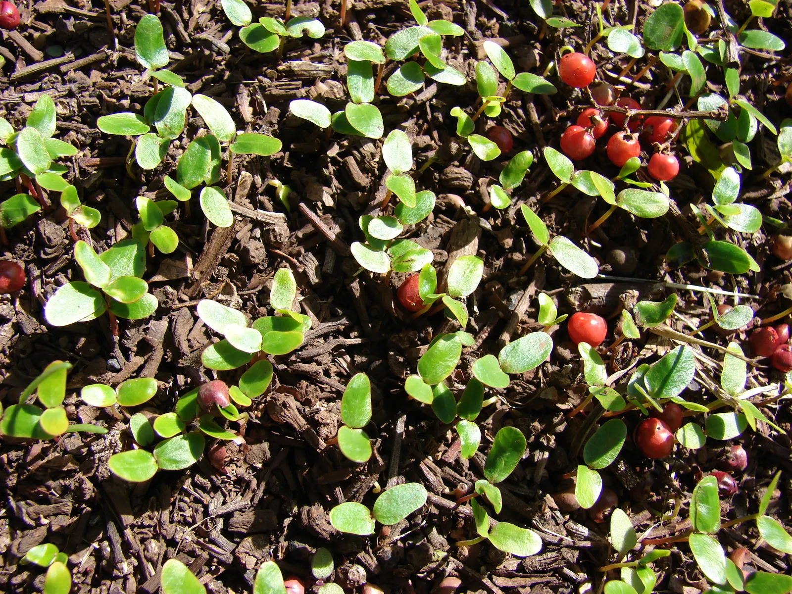 Brazilian Pepper Tree (Schinus Terebinthifolius) — and emit a distinctive peppery aroma when crushed.<br><br>Throughout winter
