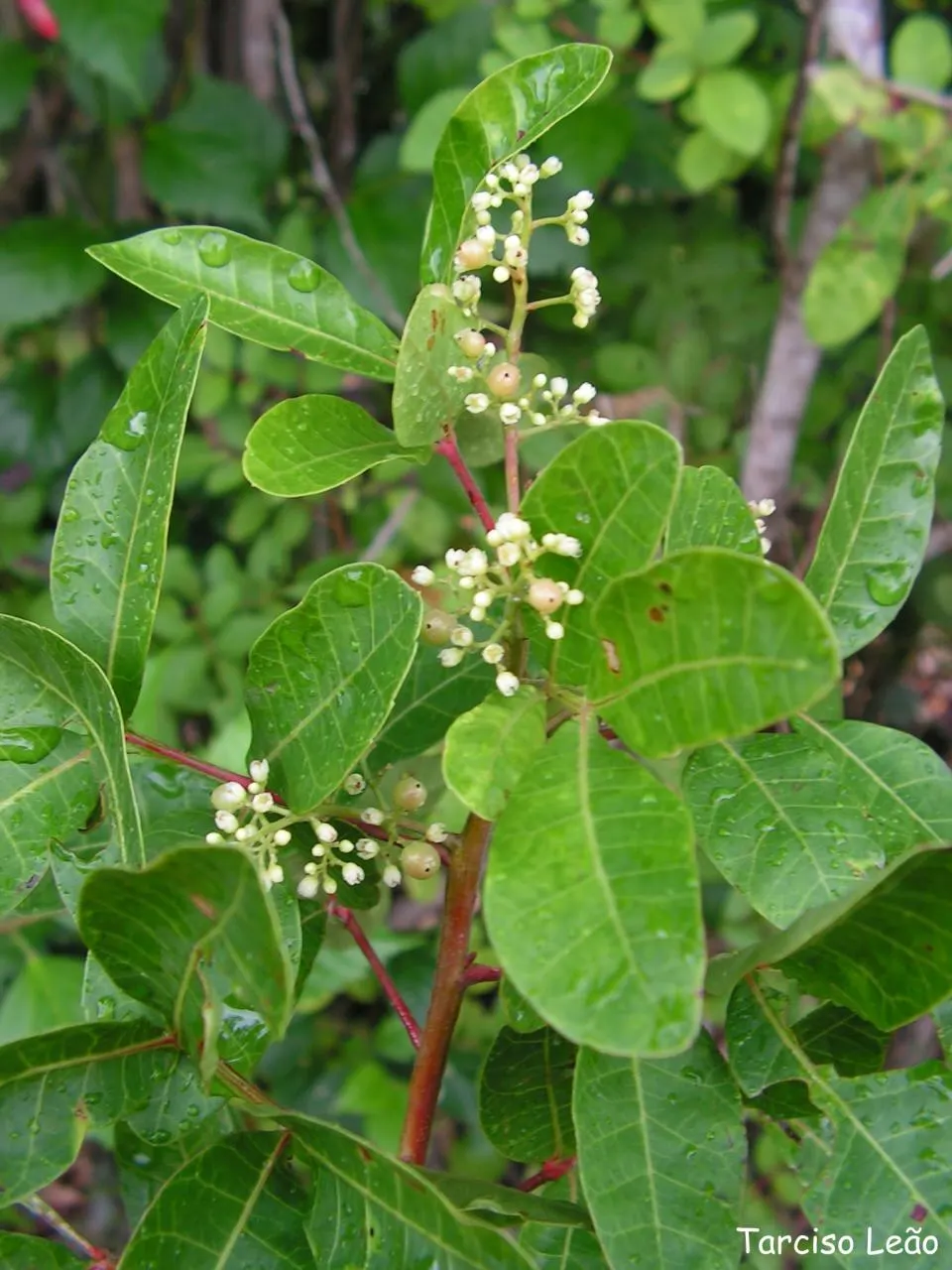 Brazilian Pepper Tree (Schinus Terebinthifolius) — each approximately 1 to 2 inches long; prefers full sun and adaptable to various soils, image 69