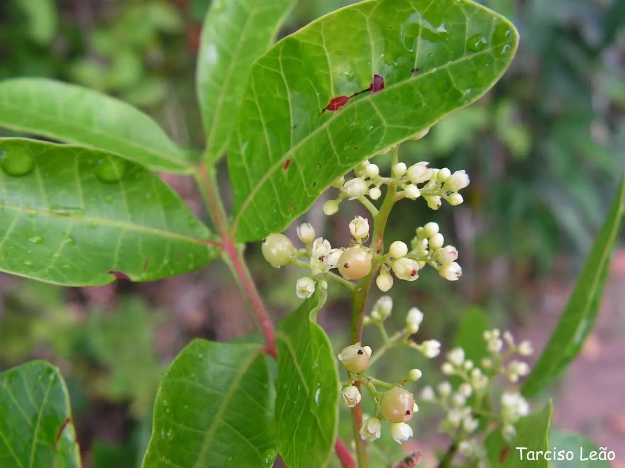 Brazilian Pepper Tree (Schinus Terebinthifolius) — Prefers full sun and adaptable to various soils