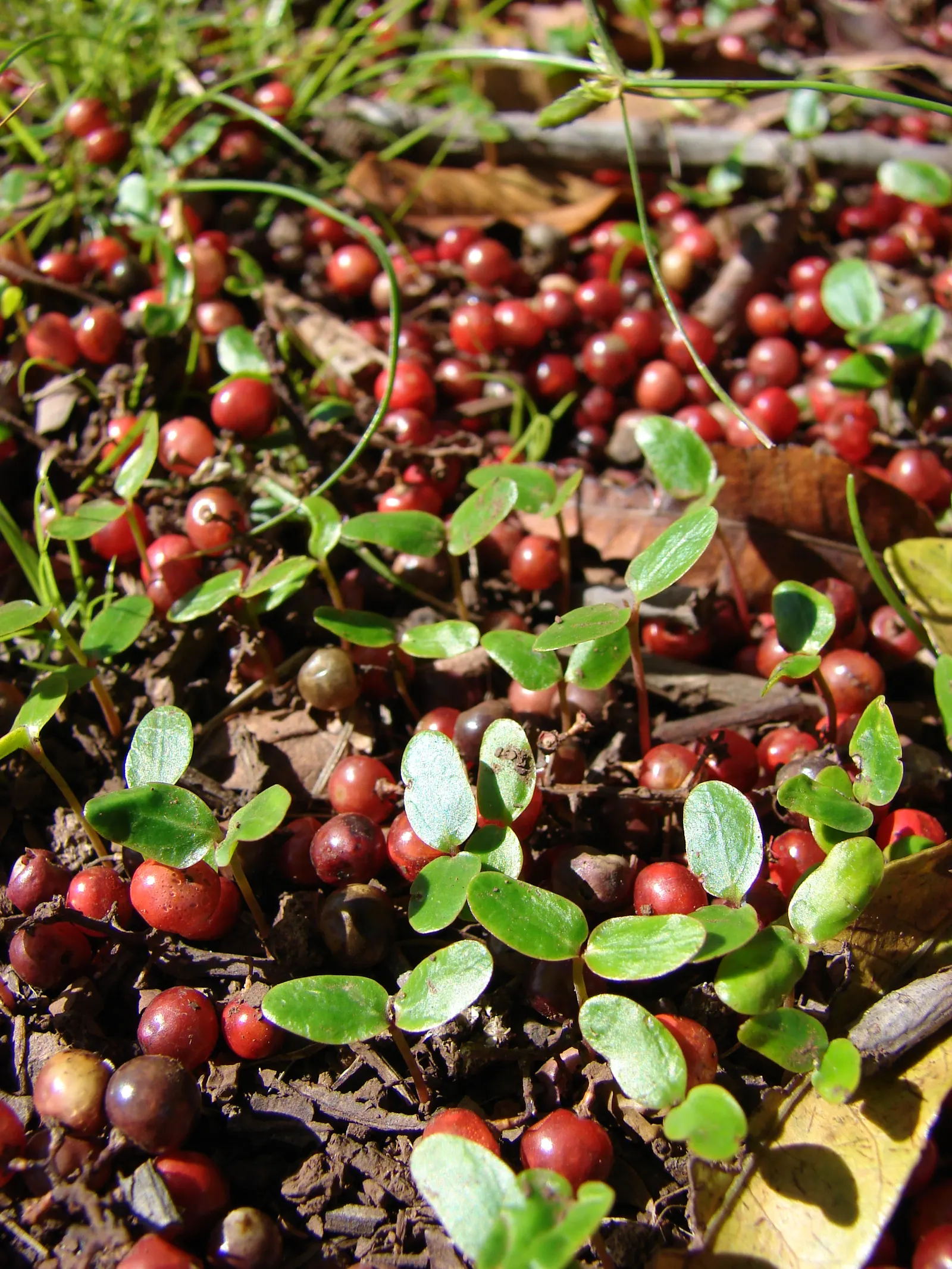 Brazilian Pepper Tree (Schinus Terebinthifolius) — contribute to this tree's invasive nature; while attractive to birds, image 75