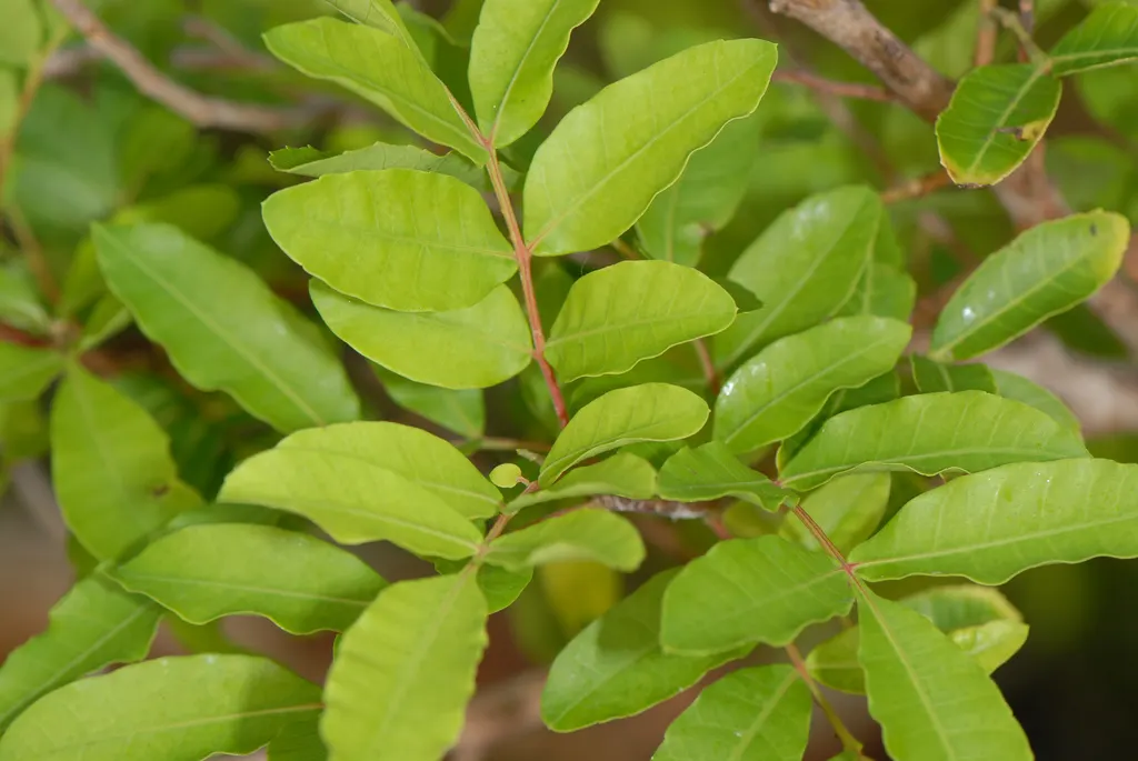 Brazilian Pepper Tree (Schinus Terebinthifolius) — Leaves are composed of 5 to 13 leaflets; always consult local guidelines before incorporating this plant