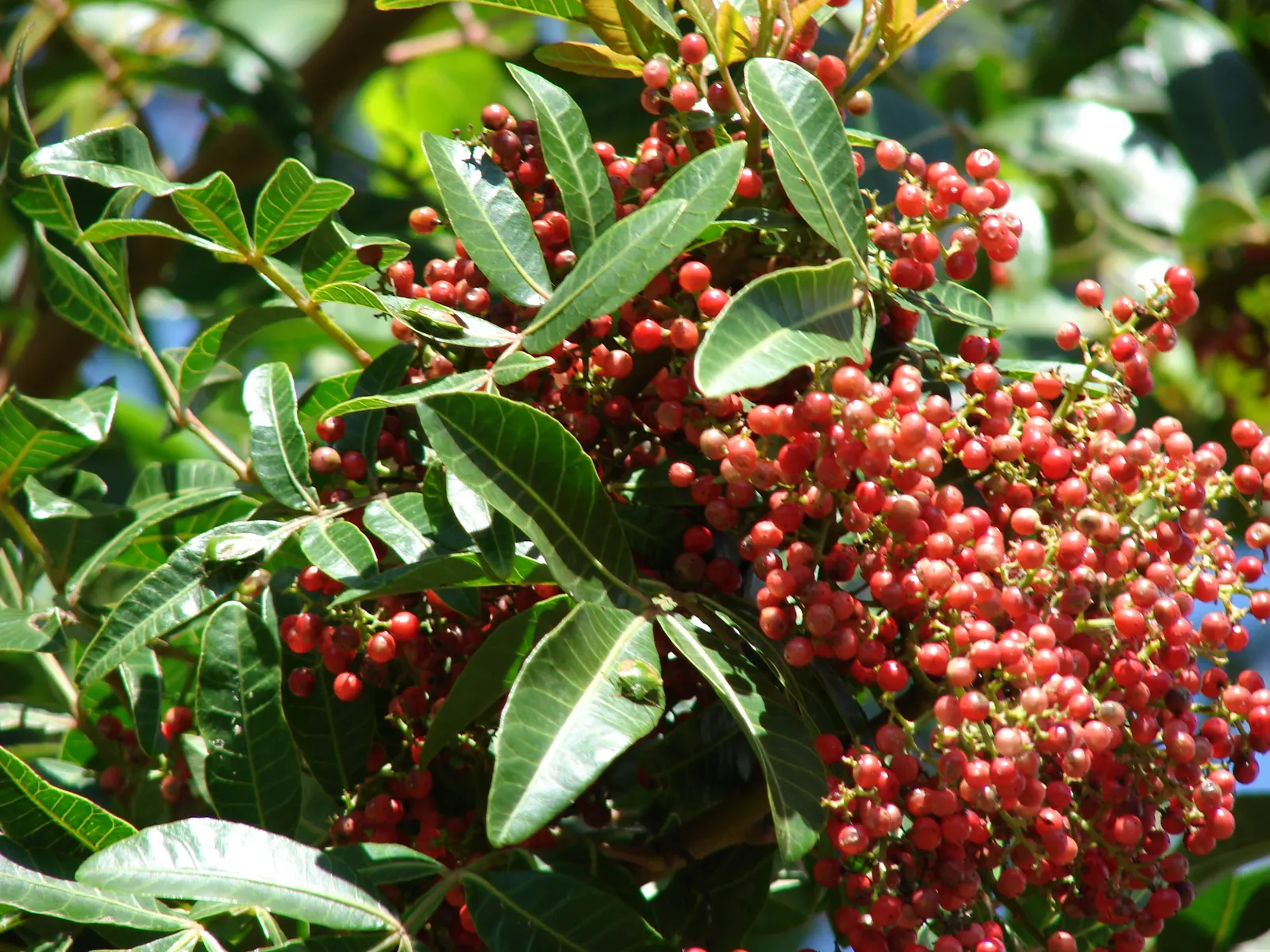Brazilian Pepper Tree (Schinus Terebinthifolius) — is a robust evergreen species native to subtropical and tropical zones of South America; prefers, image 65