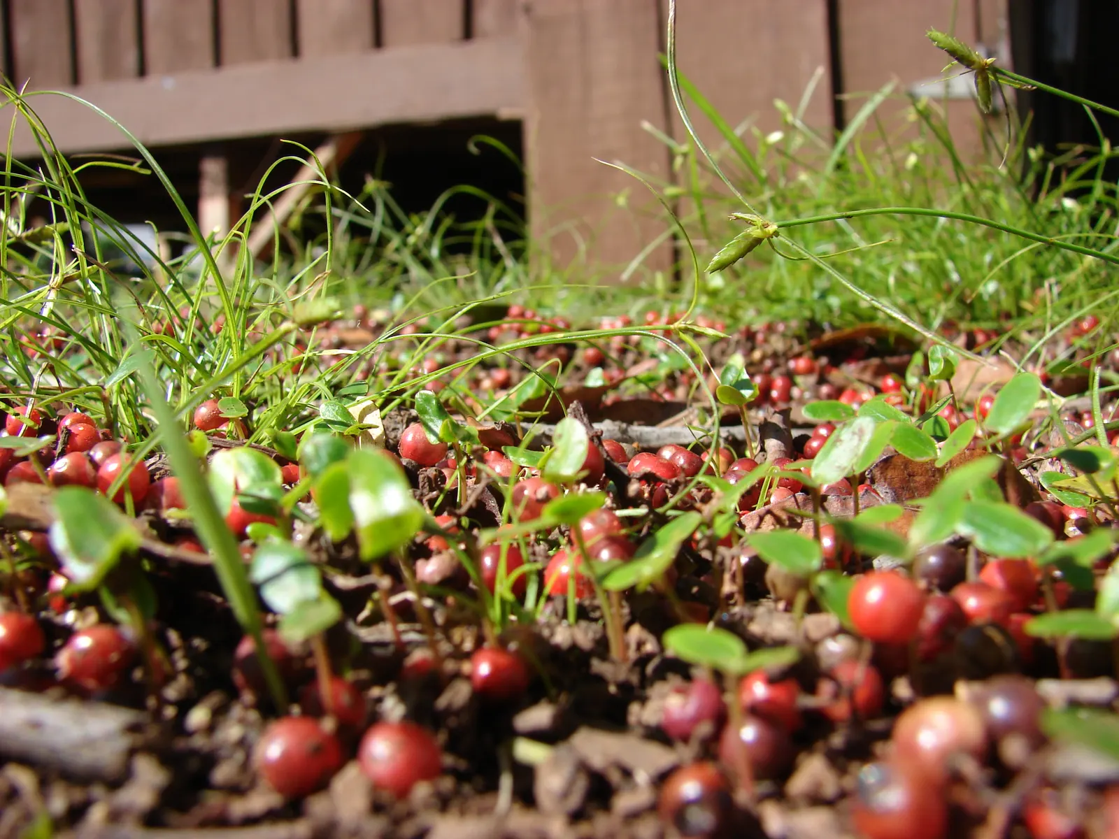 Brazilian Pepper Tree (Schinus Terebinthifolius) — which consists of compound leaves ranging from 4 to 8 inches in length