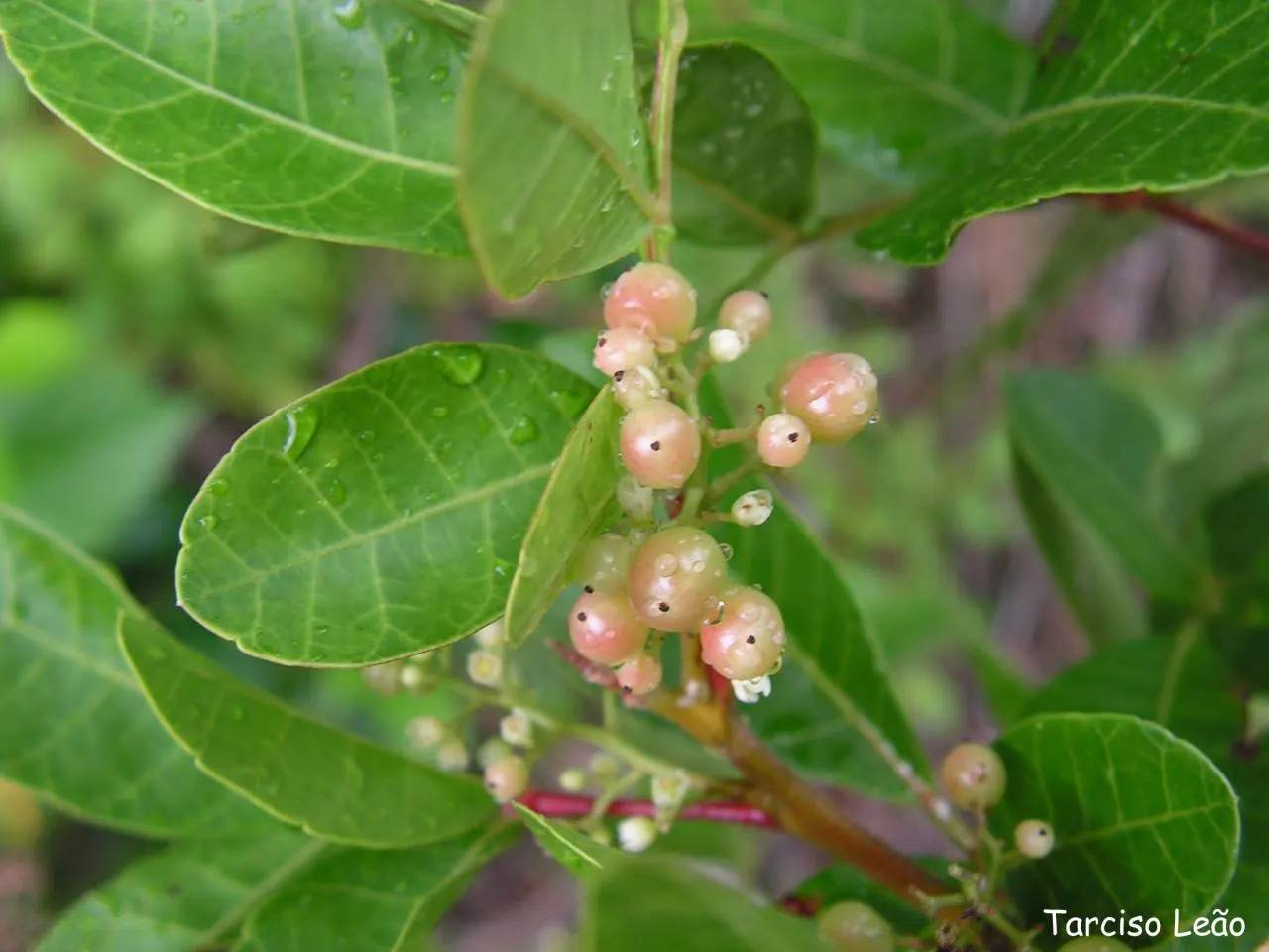 Brazilian Pepper Tree (Schinus Terebinthifolius) — tree for full