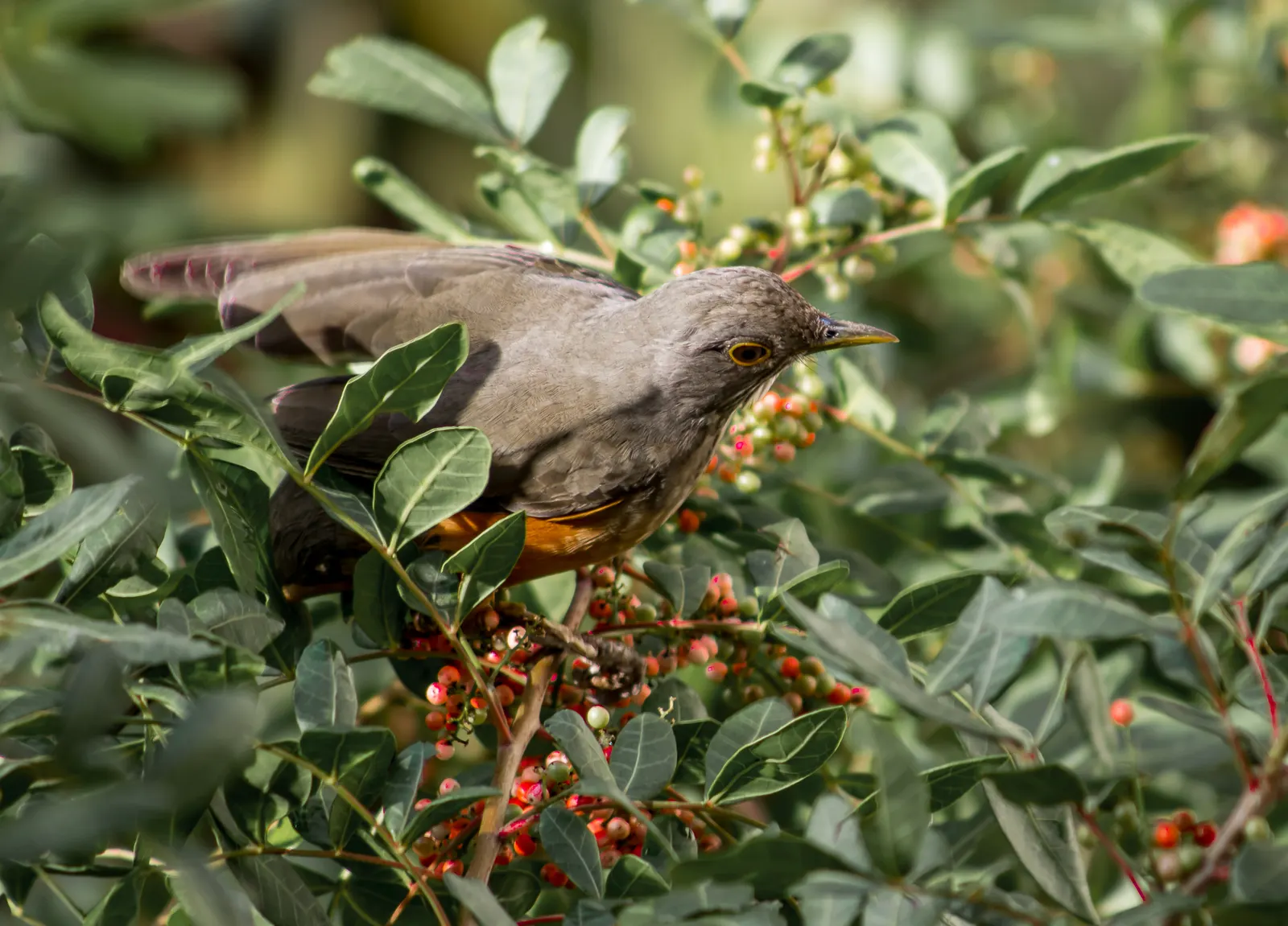 Brazilian Pepper Tree (Schinus Terebinthifolius) — tree with white blooms