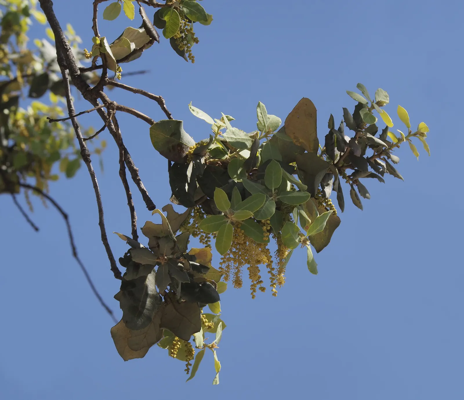 Holly Oak (Quercus Ilex) — making it a robust choice for seaside landscapes.<br><br>For your client's information