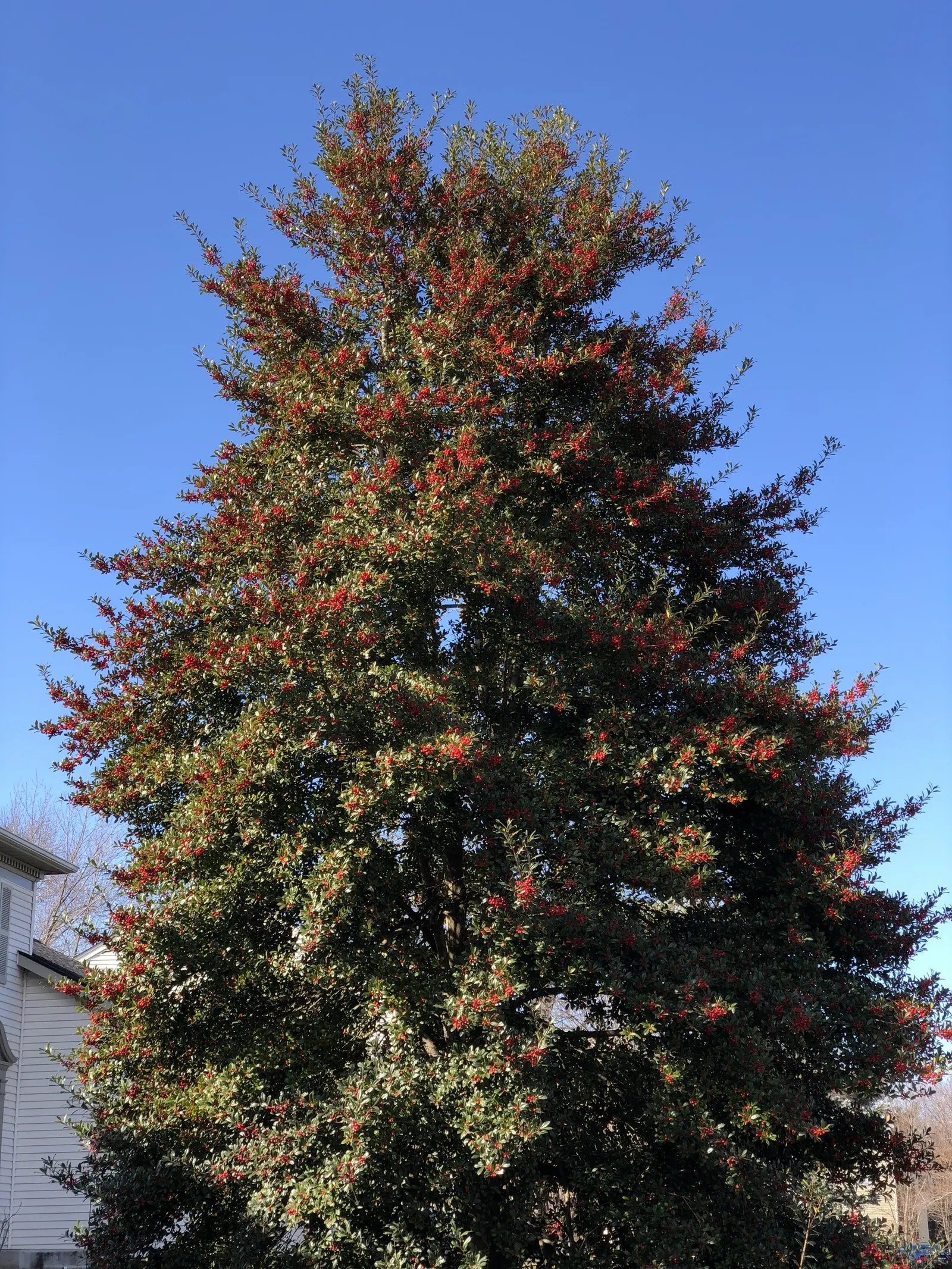 Holly Oak (Quercus Ilex) — These leaves contribute to the privacy and year-round visual appeal provided by the tree, image 47
