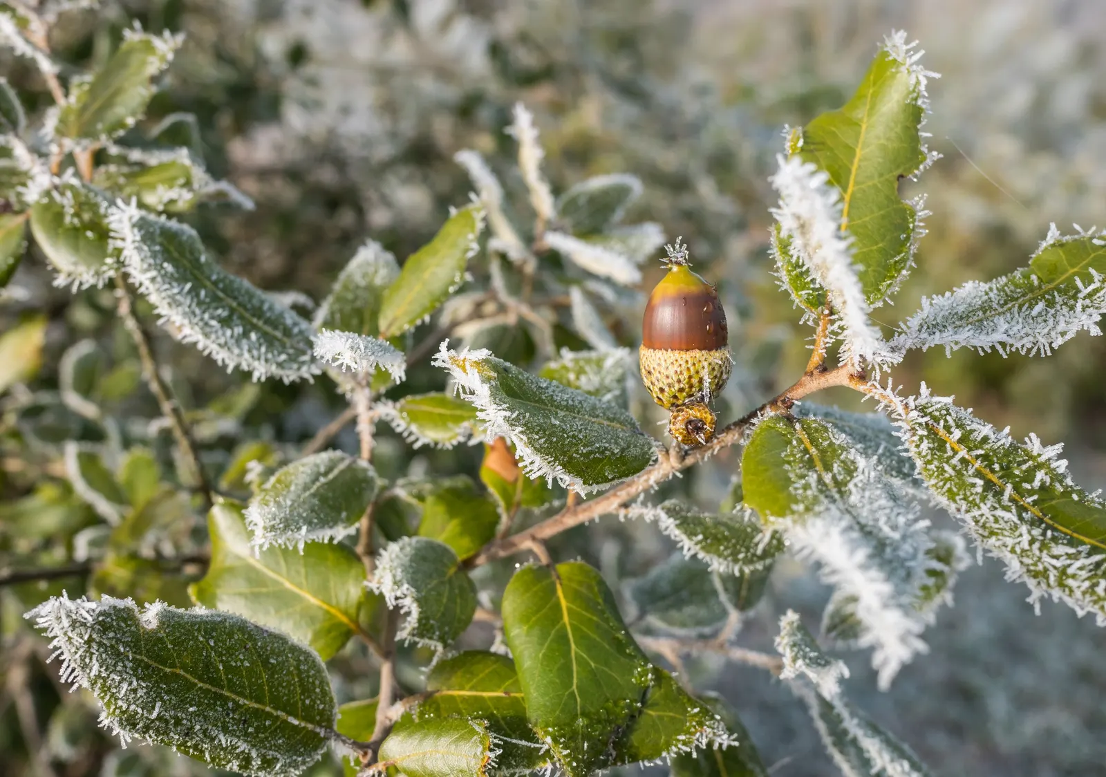 Holly Oak (Quercus Ilex) — withstands drought once established; a versatile choice for both formal and informal landscapes