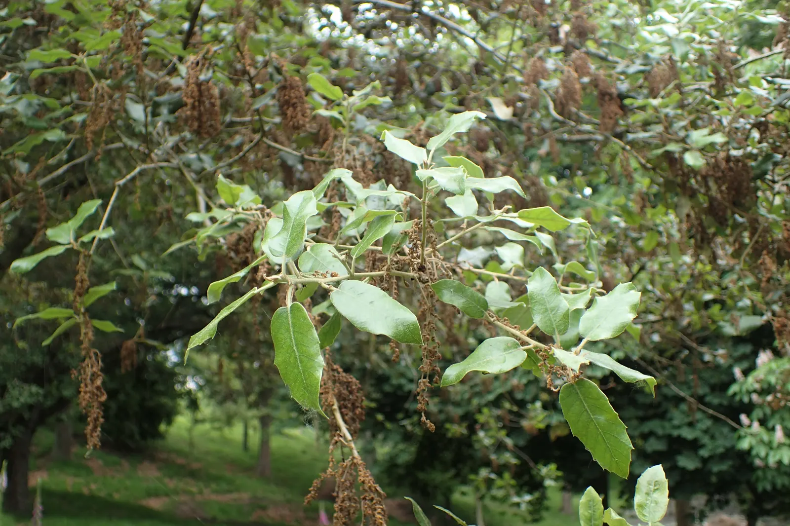 Holly Oak (Quercus Ilex) — making it a robust choice for seaside landscapes.<br><br>For your client's information; this robust tree is highly valued in