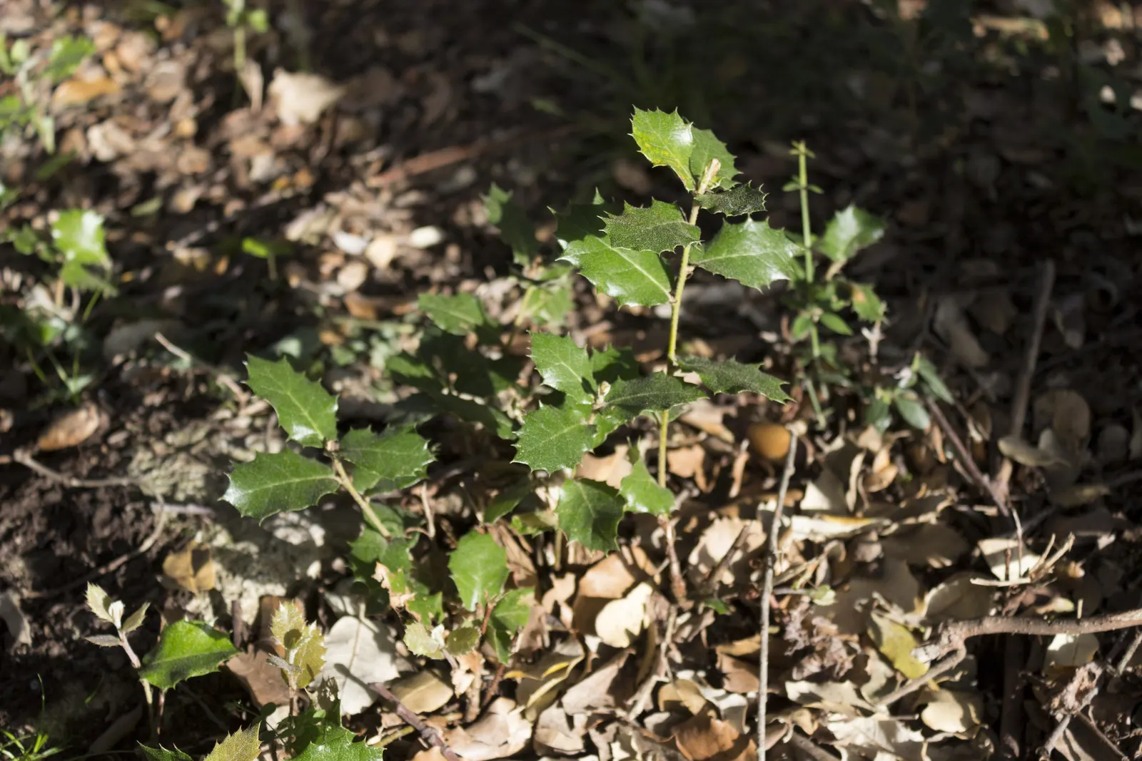 Holly Oak (Quercus Ilex) — This robust tree is highly valued in landscape design for its versatility and ornamental qualities