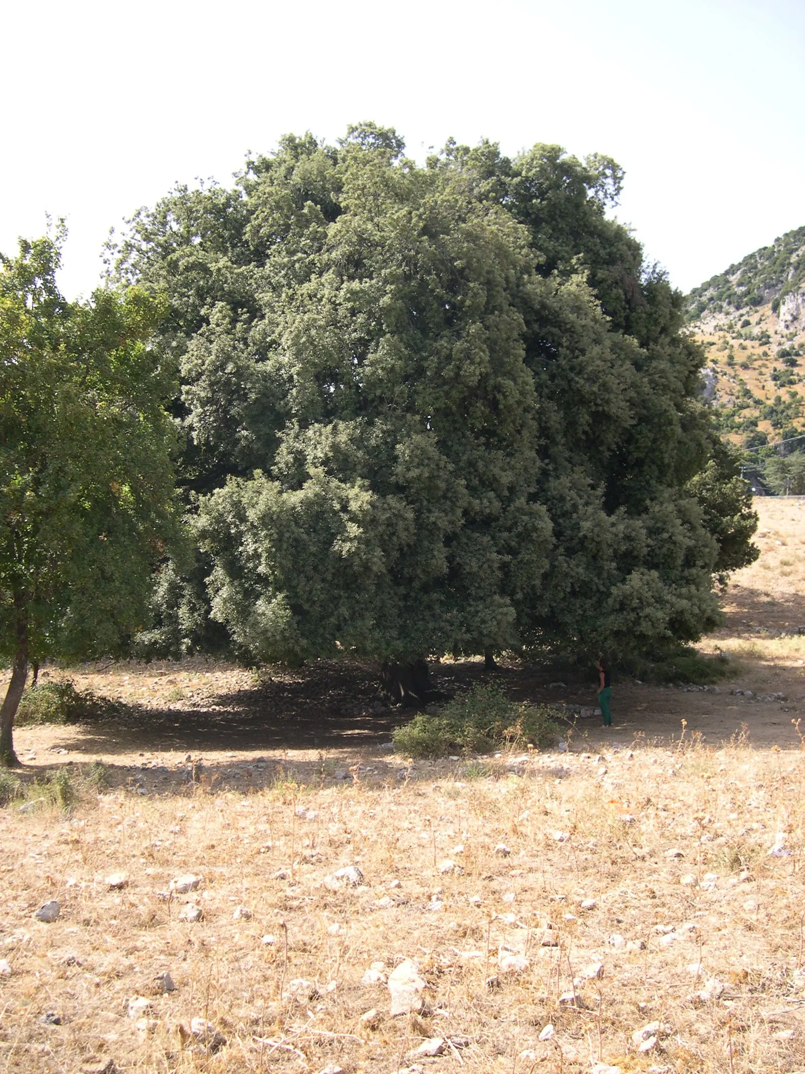 Holly Oak (Quercus Ilex) — and requires full to partial sun; with some leaves exhibiting a spiny margin, image 69