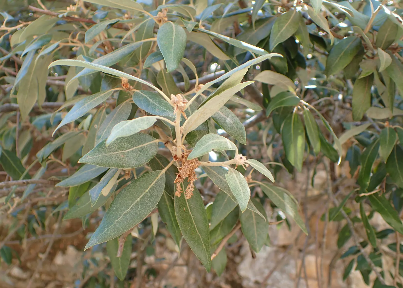Holly Oak (Quercus Ilex) — leathery leaves are dark green and resemble those of the holly; typically reaching heights of 40-50 feet with a spread of 40-50 feet
