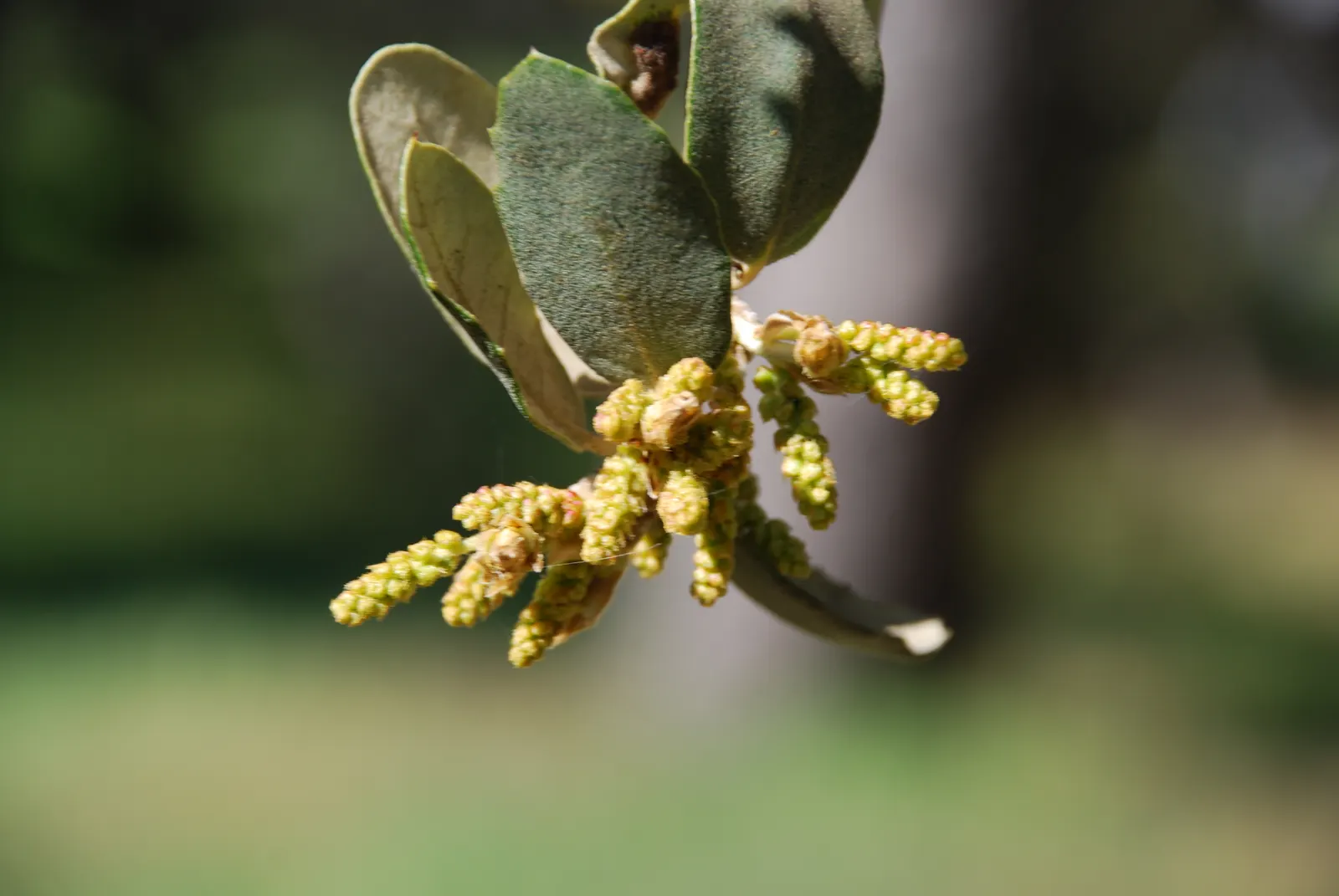 Holly Oak (Quercus Ilex) — and requires full to partial sun