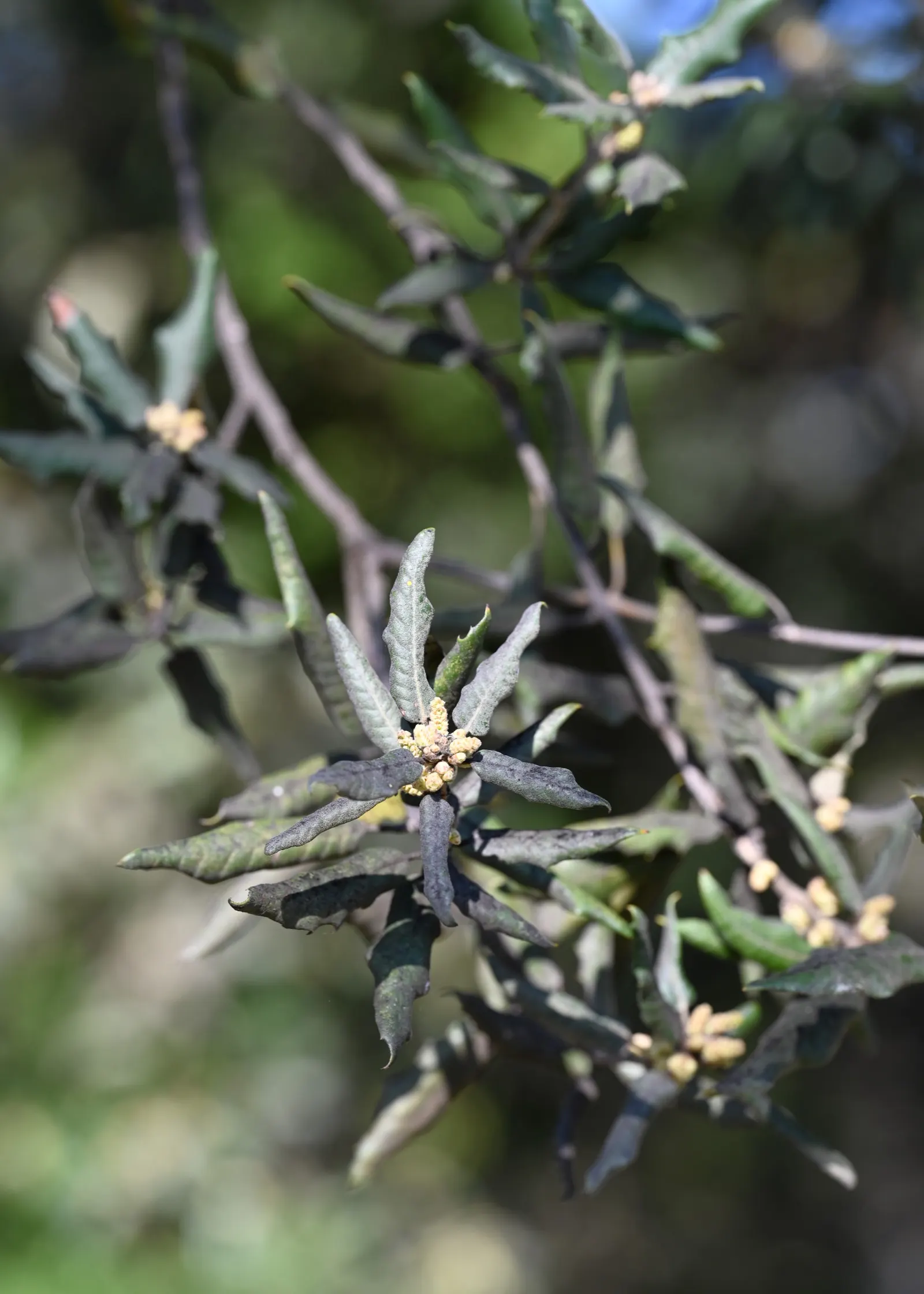 Holly Oak (Quercus Ilex) — Its root system is notably less intrusive than other oaks, allowing for placement near hardscapes if desired; tree for full