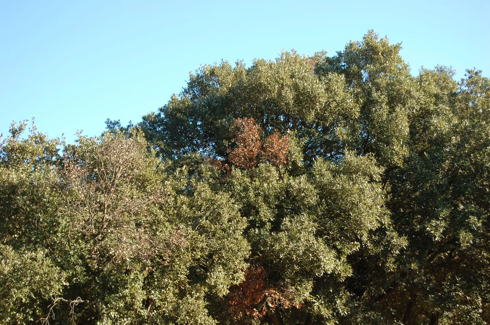 Holly Oak (Quercus Ilex) — Ideal for screening and shade; this stalwart tree is low-maintenance, image 66