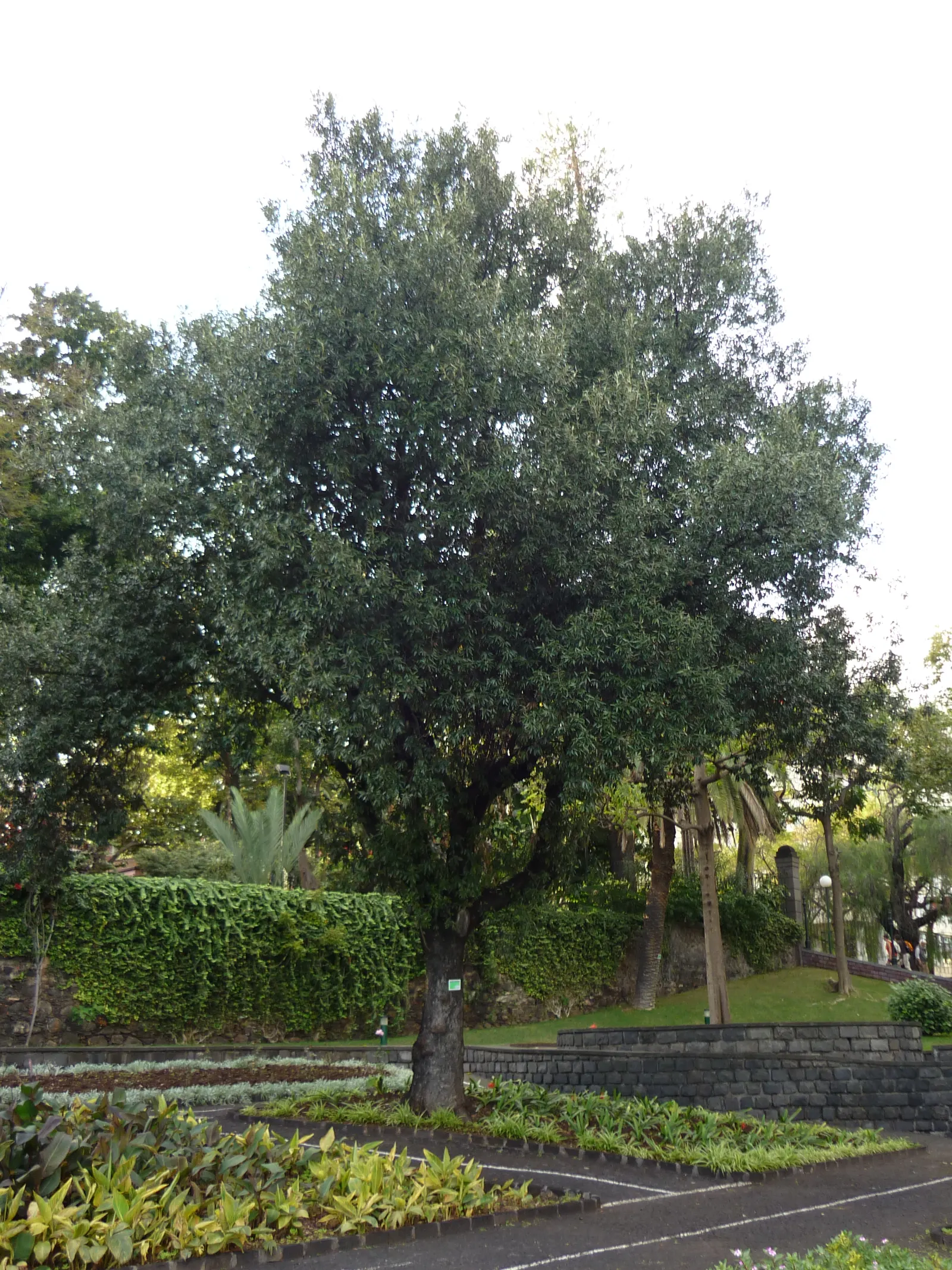 Holly Oak (Quercus Ilex) — This tree is drought-tolerant once established, making it an excellent choice for water-wise gardens