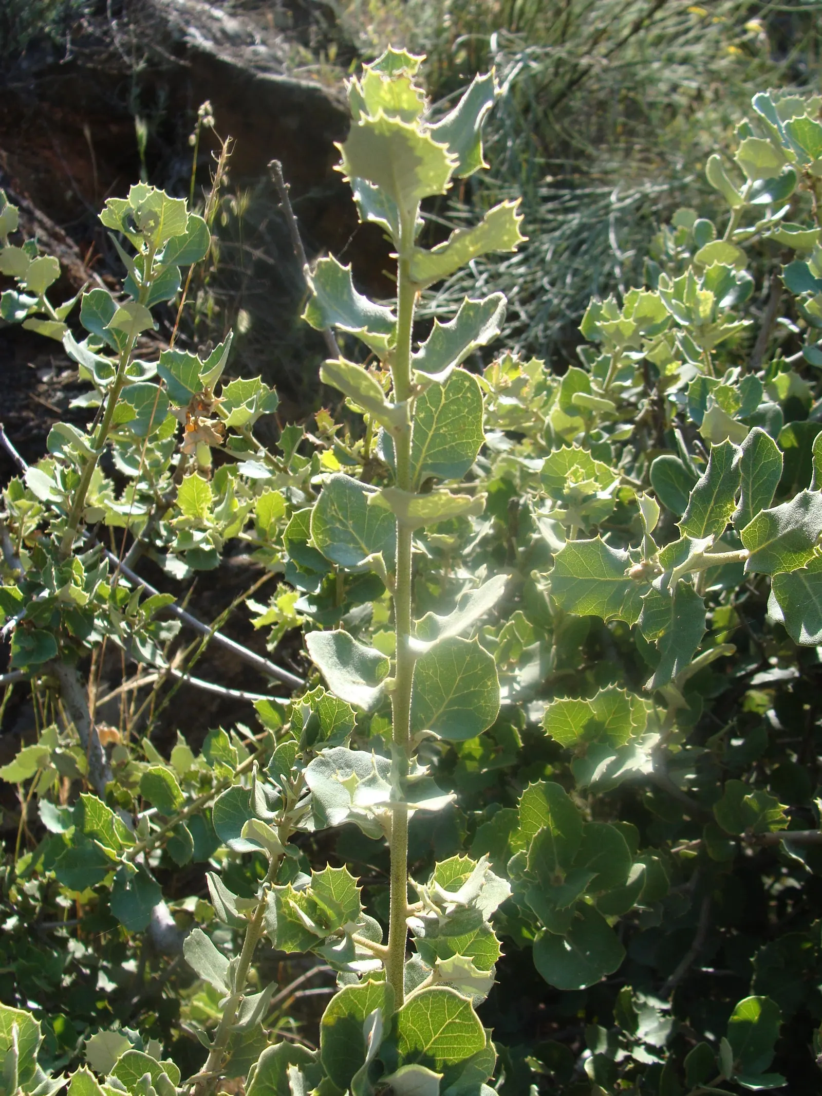 Holly Oak (Quercus Ilex) — withstands drought once established