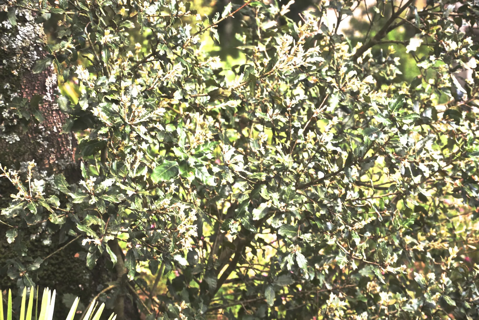 Holly Oak (Quercus Ilex) — it thrives in various soils