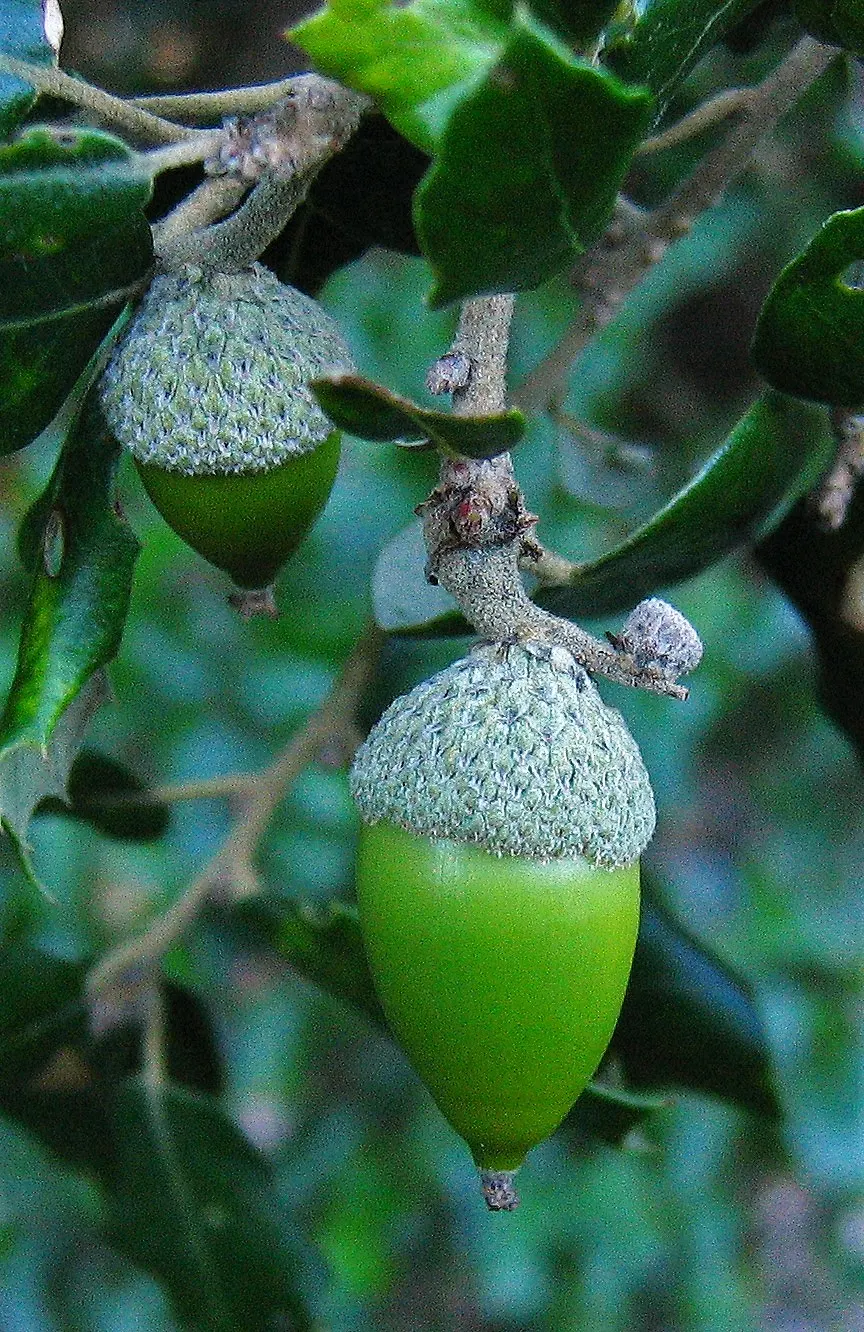 Holly Oak (Quercus Ilex) — A versatile choice for both formal and informal landscapes; this tree is drought-tolerant once established, making it an excellent