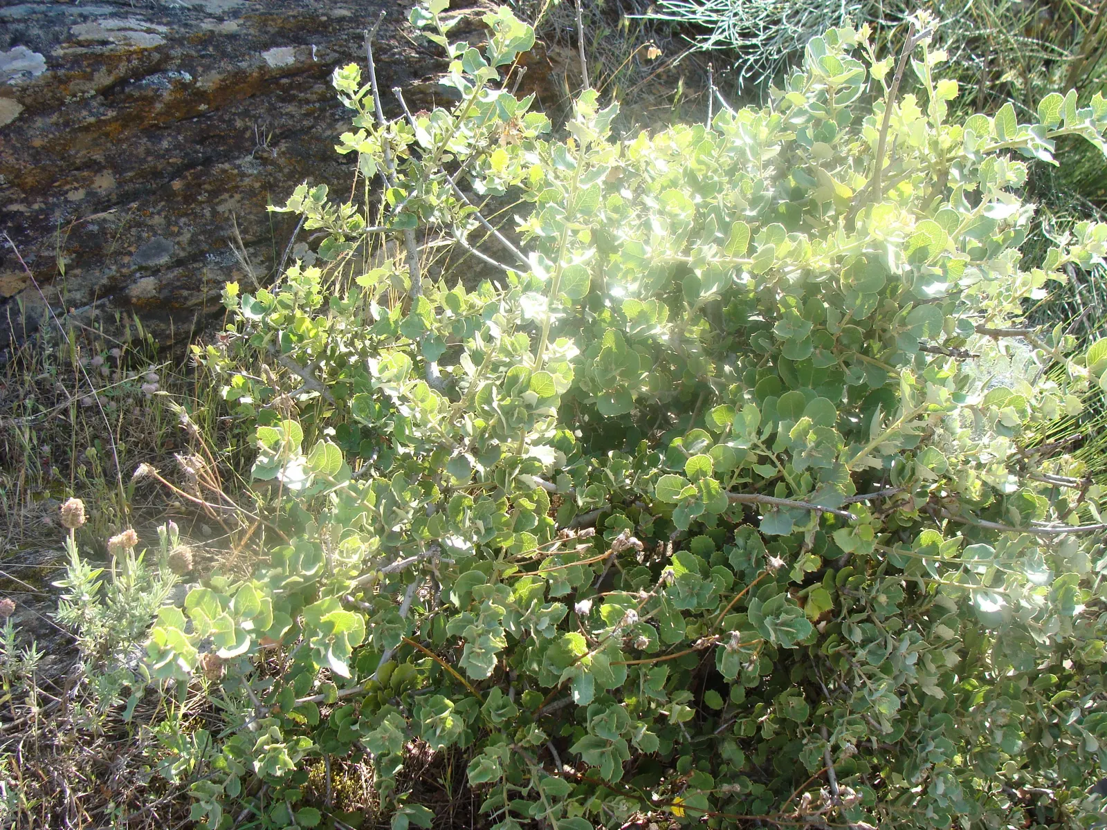 Holly Oak (Quercus Ilex) — this stalwart tree is low-maintenance; the Holly Oak produces inconspicuous yellow-green catkins
