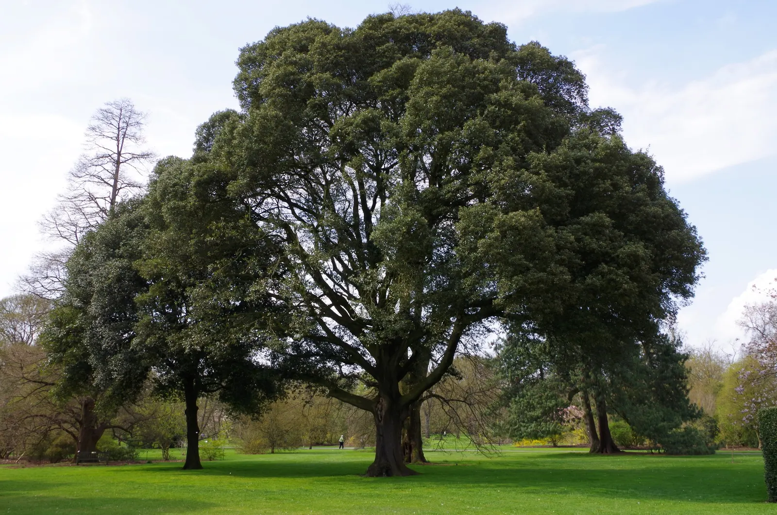 Holly Oak (Quercus Ilex) — Mature specimens can grow to impressive heights between 40 and 70 feet; with canopies stretching just as wide, image 73
