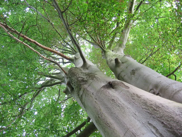 Holly Oak (Quercus Ilex) — often casting a dense shade beneath.<br><br>Its distinctive