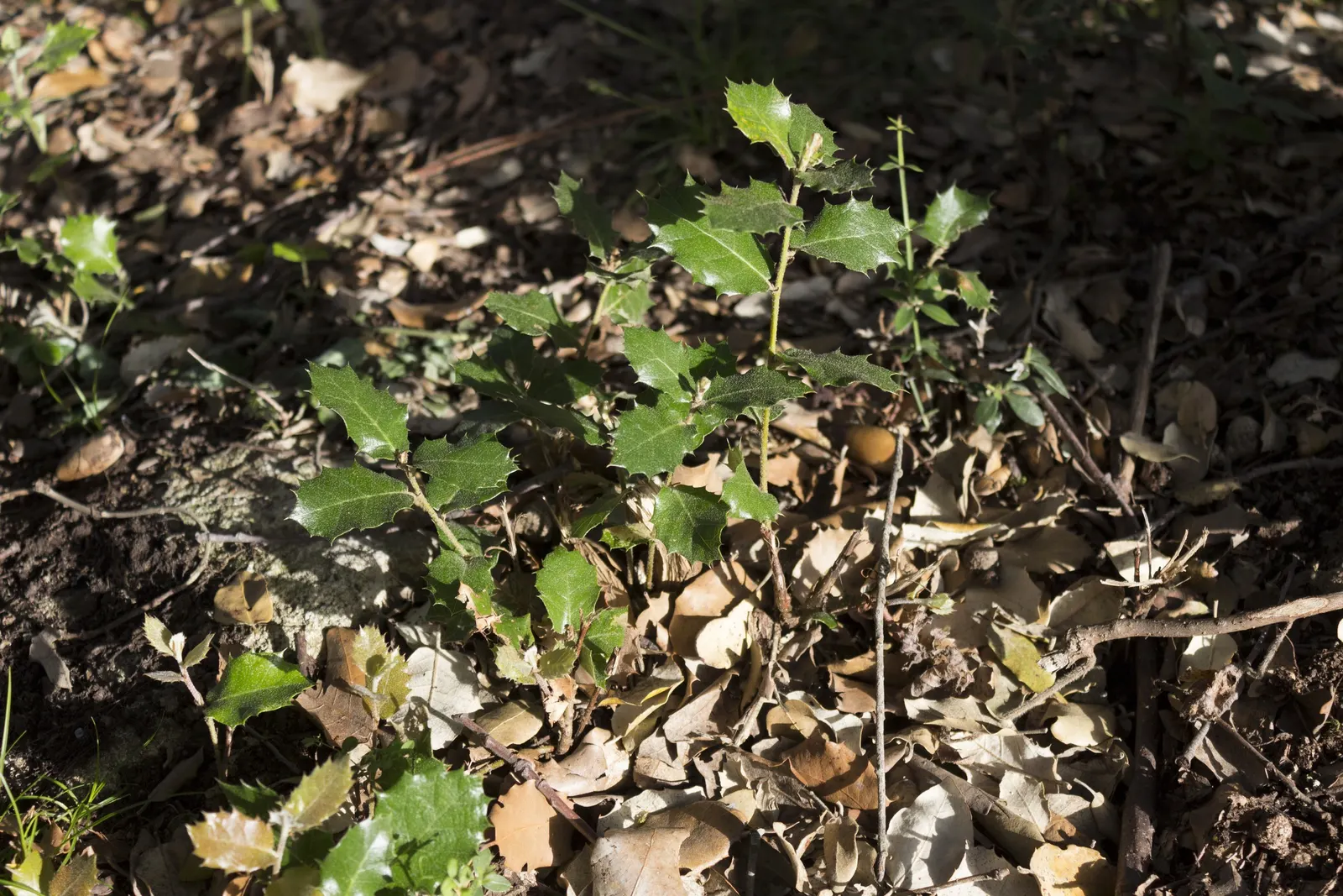 Holly Oak (Quercus Ilex) — often casting a dense shade beneath.<br><br>Its distinctive; requiring minimal pruning to maintain its shape and health