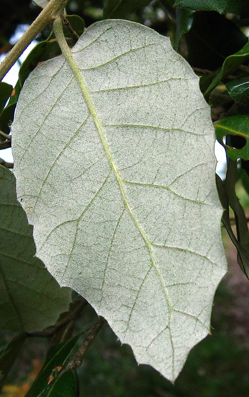 Holly Oak (Quercus Ilex) — this stalwart tree is low-maintenance