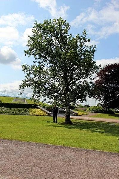 Holly Oak (Quercus Ilex) — with canopies stretching just as wide