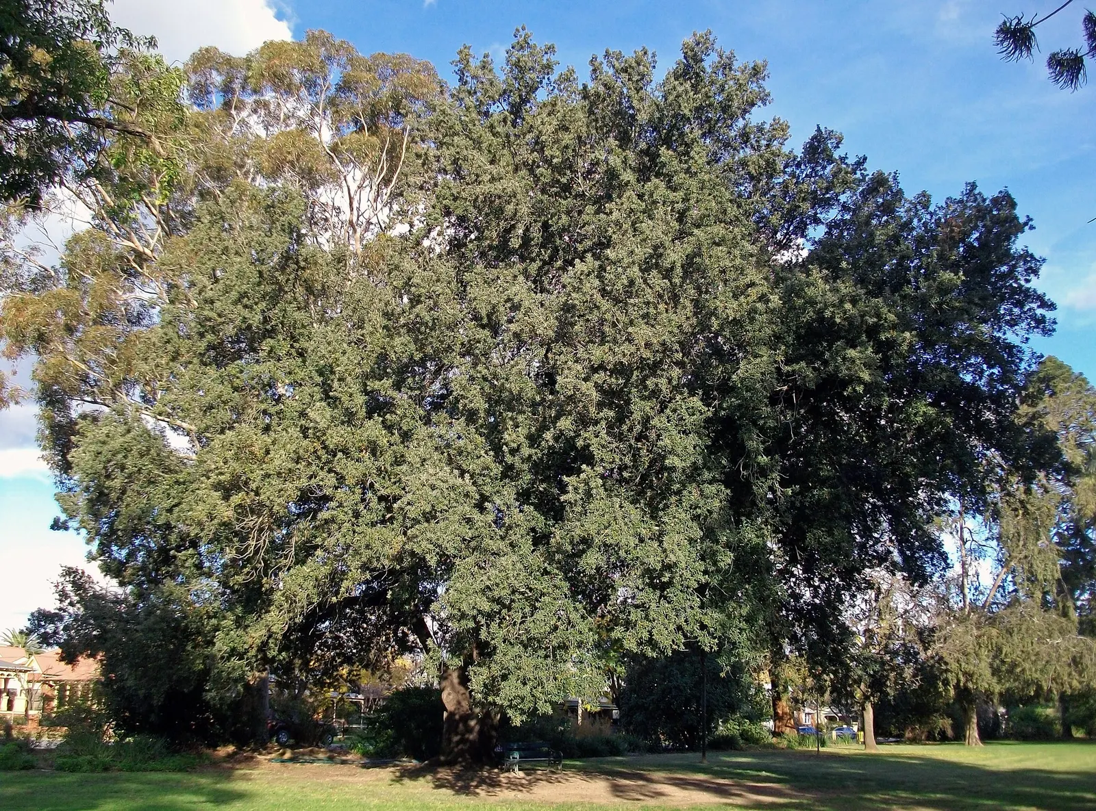 Holly Oak (Quercus Ilex) — This robust tree is highly valued in landscape design for its versatility and ornamental qualities; it thrives in, image 72