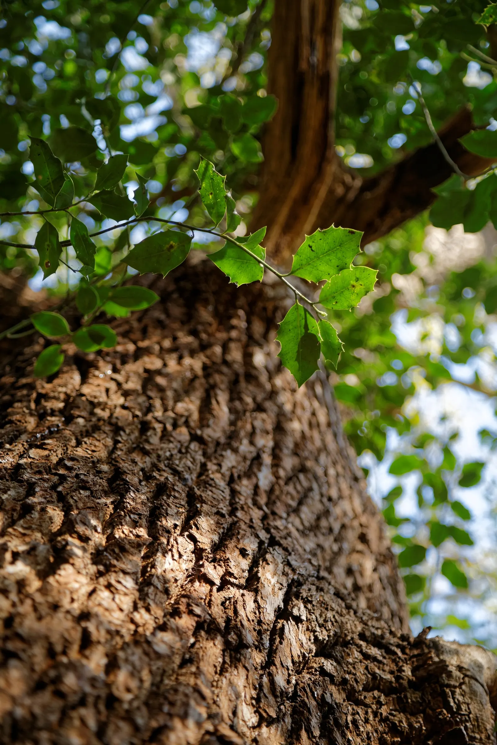 Holly Oak (Quercus Ilex) — makes it an outstanding selection for adding an alluring Mediterranean touch to any garden design