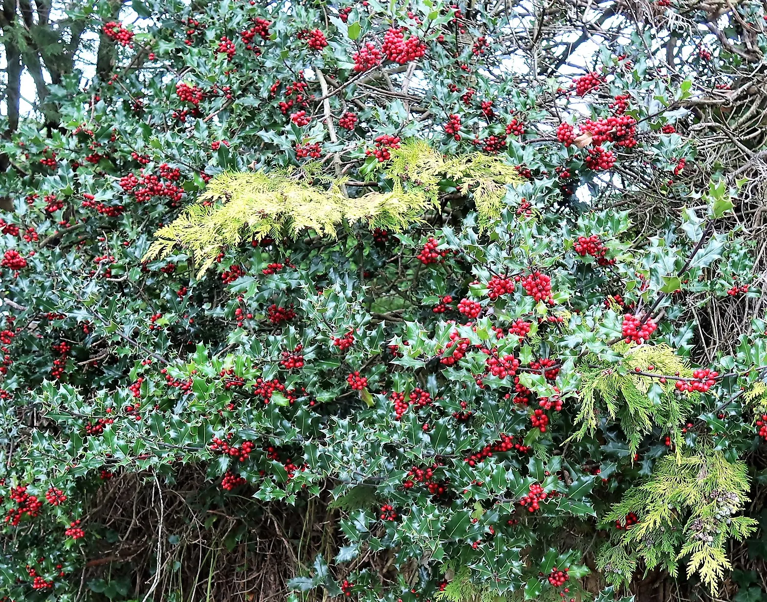 Holly Oak (Quercus Ilex) — A versatile choice for both formal and informal landscapes; this tree is drought-tolerant once established, making it an, image 70