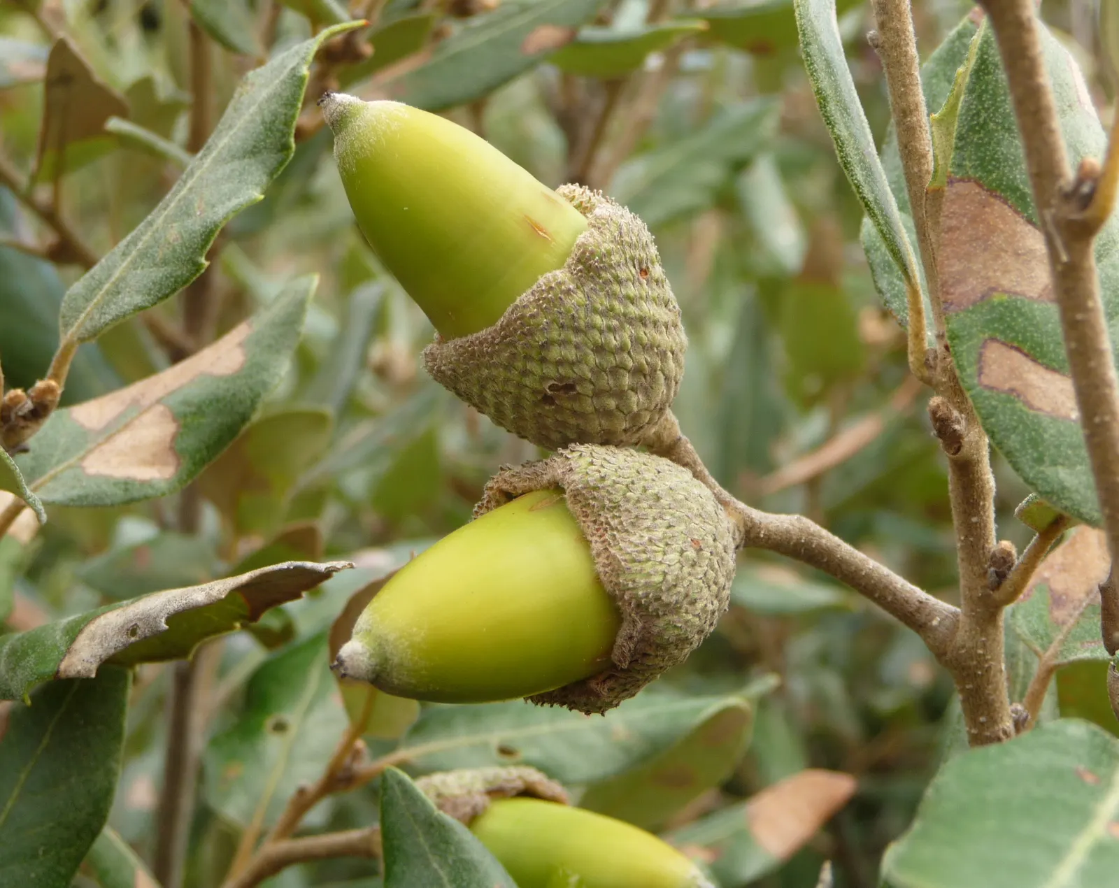 Holly Oak (Quercus Ilex) — Ideal for screening and shade