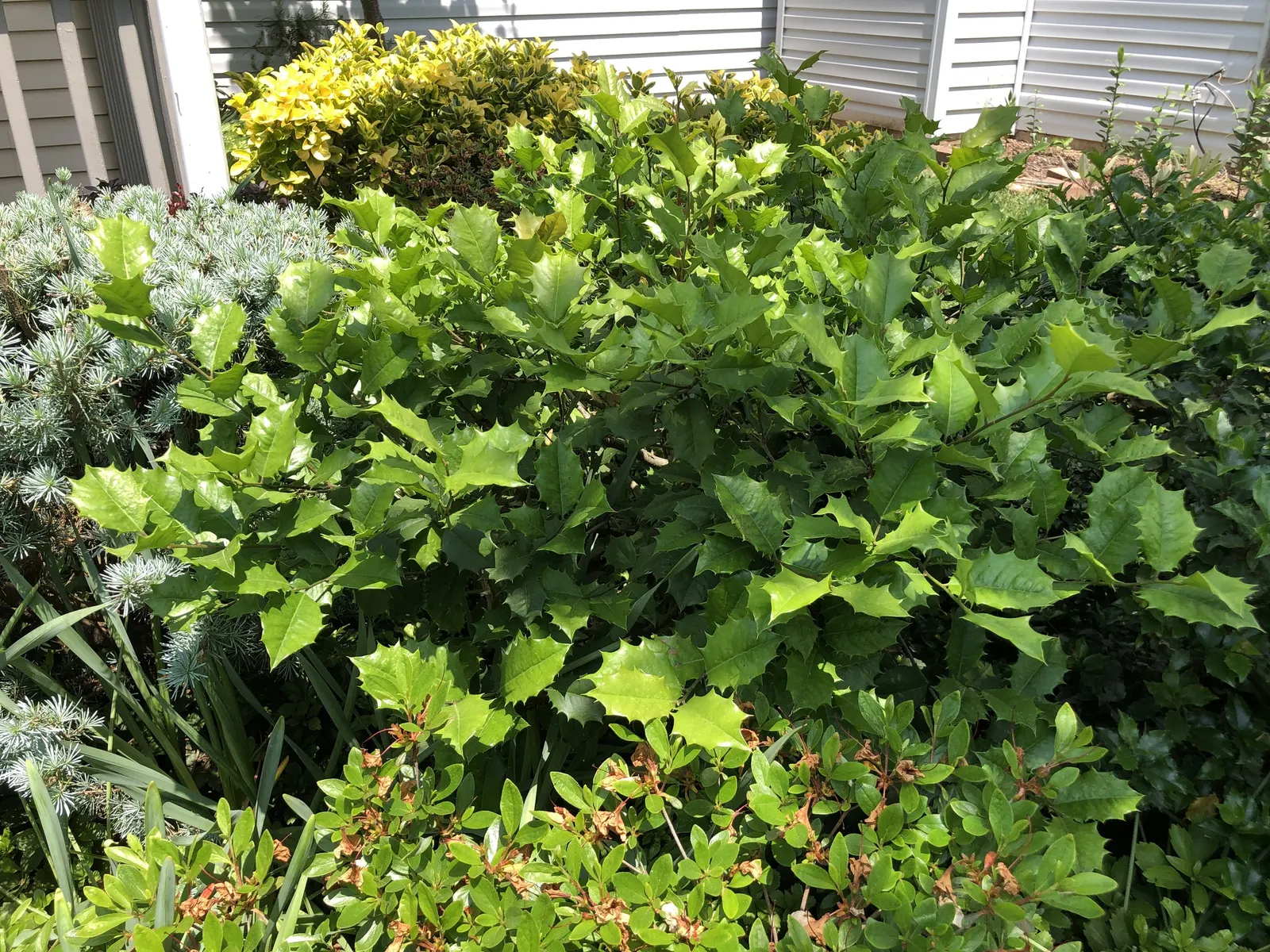 Holly Oak (Quercus Ilex) — The Holly Oak, scientifically known as Quercus ilex, is an evergreen oak native to the Mediterranean region; coupled with its