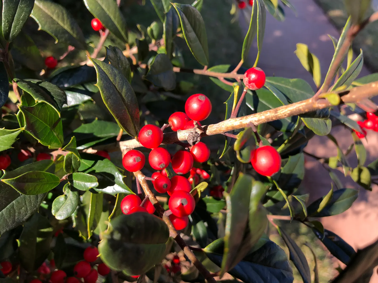 Holly Oak (Quercus Ilex) — makes it an outstanding selection for adding an alluring Mediterranean touch to any garden design; one must consider the Holly Oak's