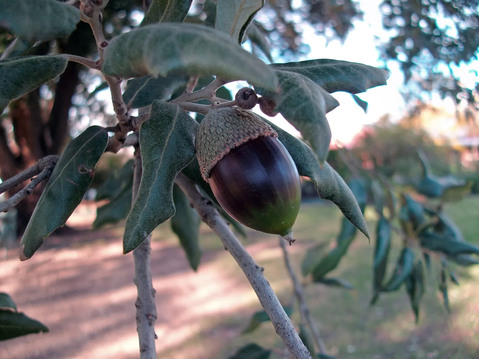Holly Oak (Quercus Ilex) — These leaves contribute to the privacy and year-round visual appeal provided by the tree