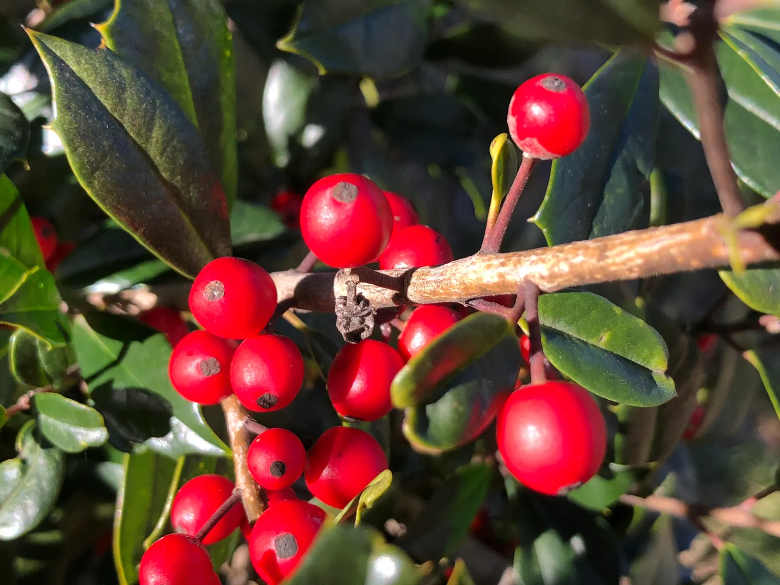 Holly Oak (Quercus Ilex) — The Holly Oak (Quercus ilex) is an evergreen tree, prized for its resilience and stately appearance; ideal for screening, image 63