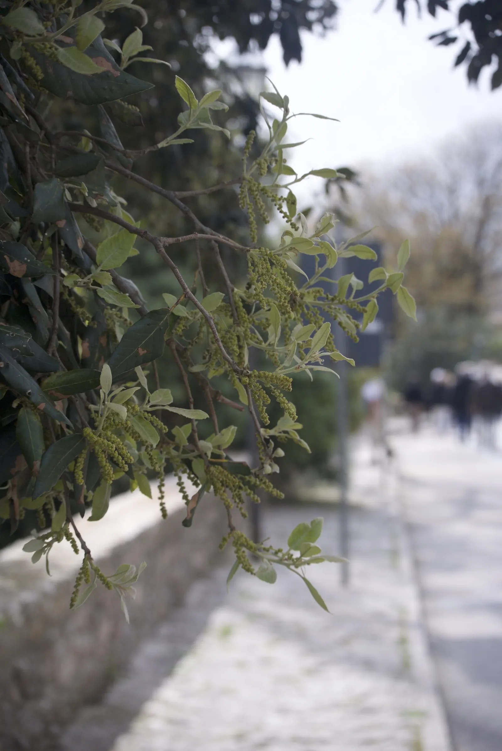 Holly Oak (Quercus Ilex) — the Holly Oak produces inconspicuous yellow-green catkins
