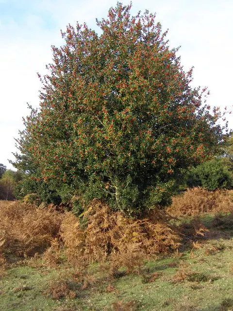 Holly Oak (Quercus Ilex) — Typically reaching heights of 40-50 feet with a spread of 40-50 feet; mature specimens can grow to impressive heights between 40 and