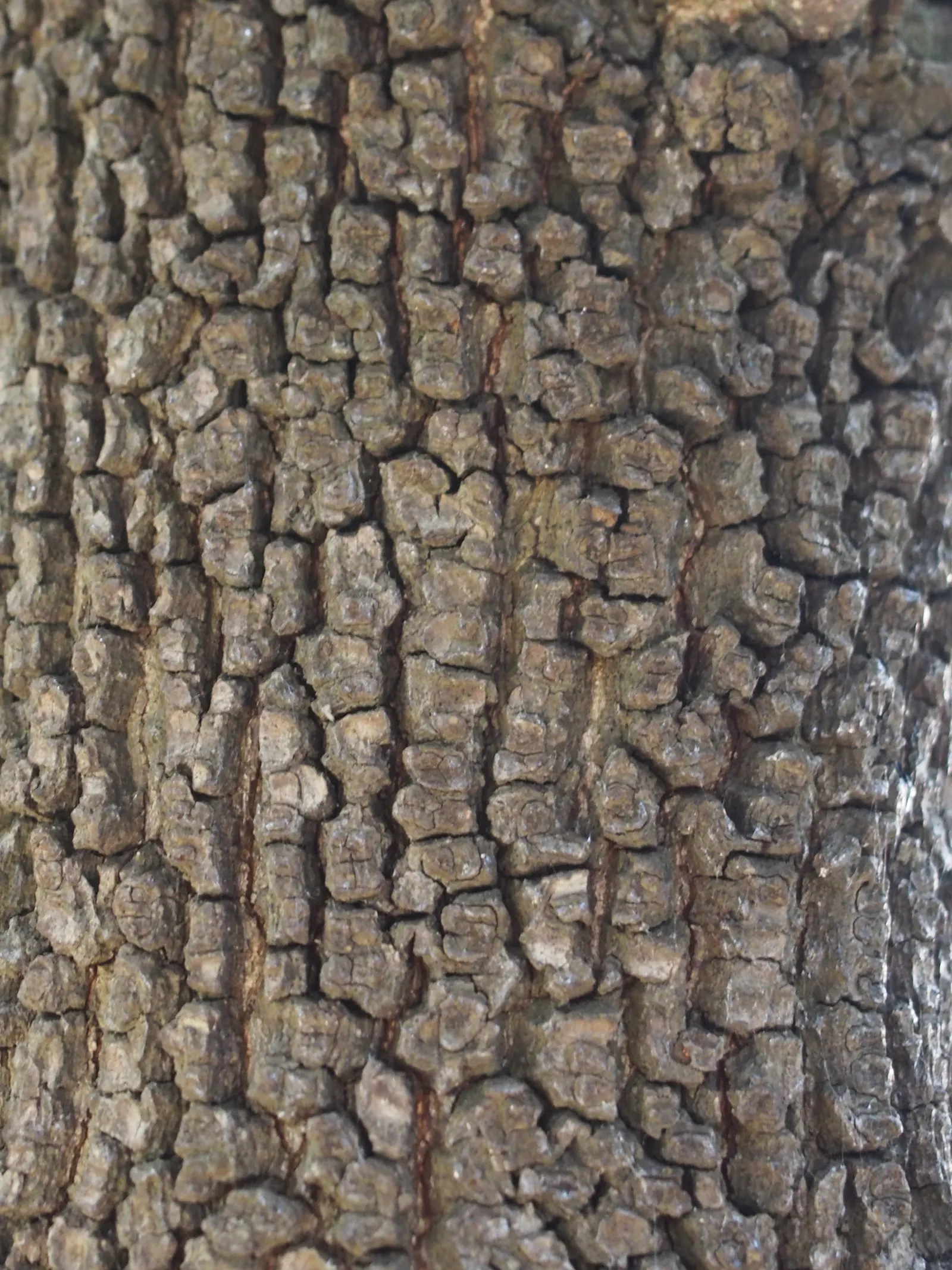 Holly Oak (Quercus Ilex) — These acorns provide food for a variety of wildlife