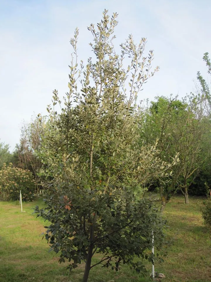 Holly Oak (Quercus Ilex) — one must consider the Holly Oak's preference for full sun and well-drained soils; adding to the tree's ecological value.<br><br>When
