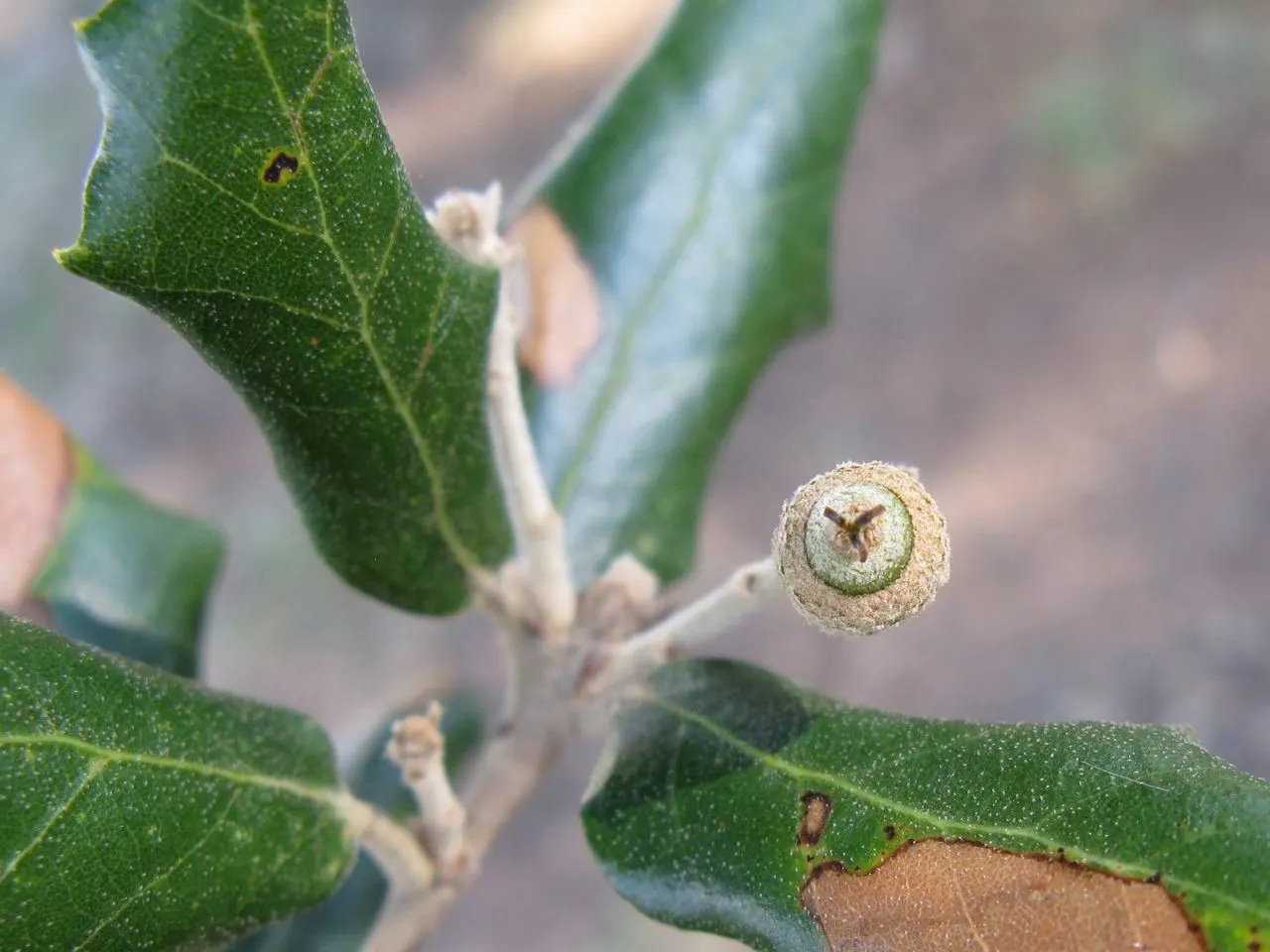 Holly Oak (Quercus Ilex) — and requires full to partial sun; with some leaves exhibiting a spiny margin