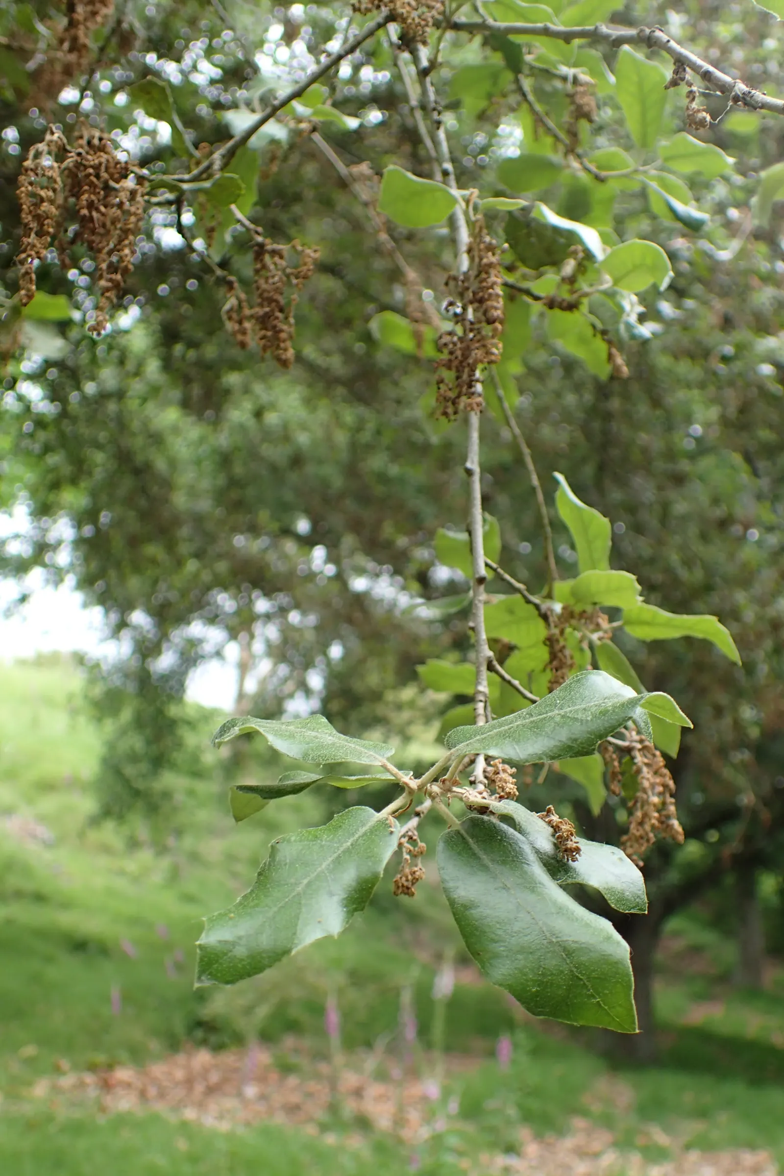 Holly Oak (Quercus Ilex) — with canopies stretching just as wide; these acorns provide food for a variety of wildlife