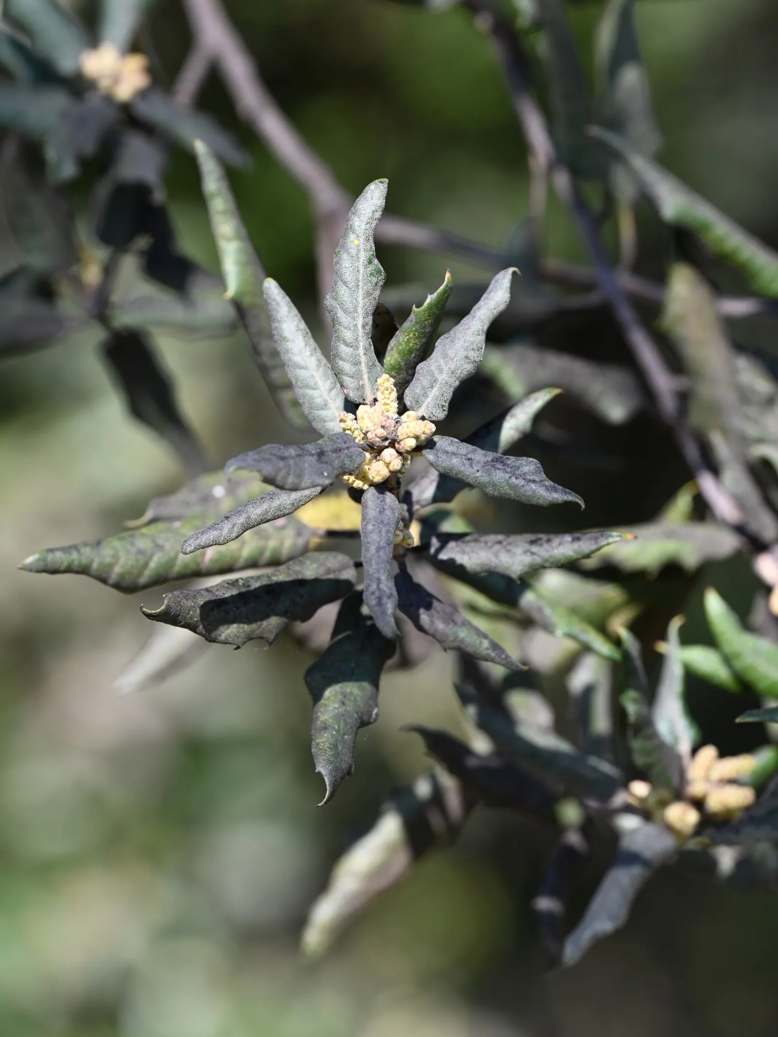 Holly Oak (Quercus Ilex) — The Holly Oak, scientifically known as Quercus ilex, is an evergreen oak native to the Mediterranean region; coupled, image 71